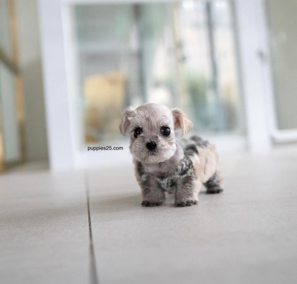 @PUPPIES25•COM