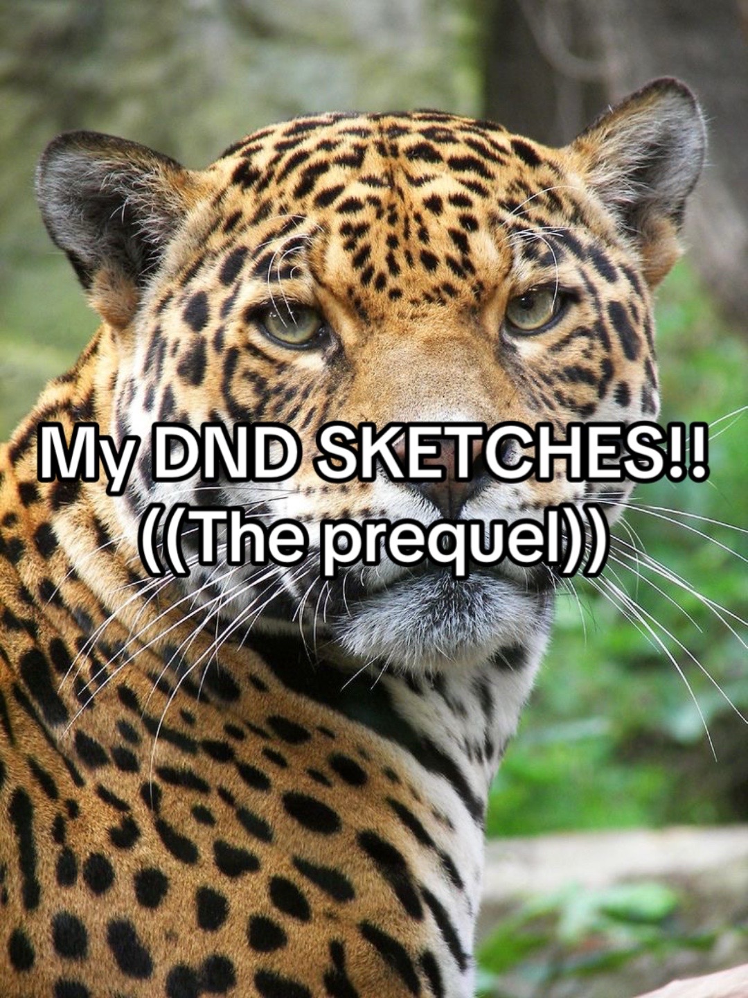 @vellgawolf