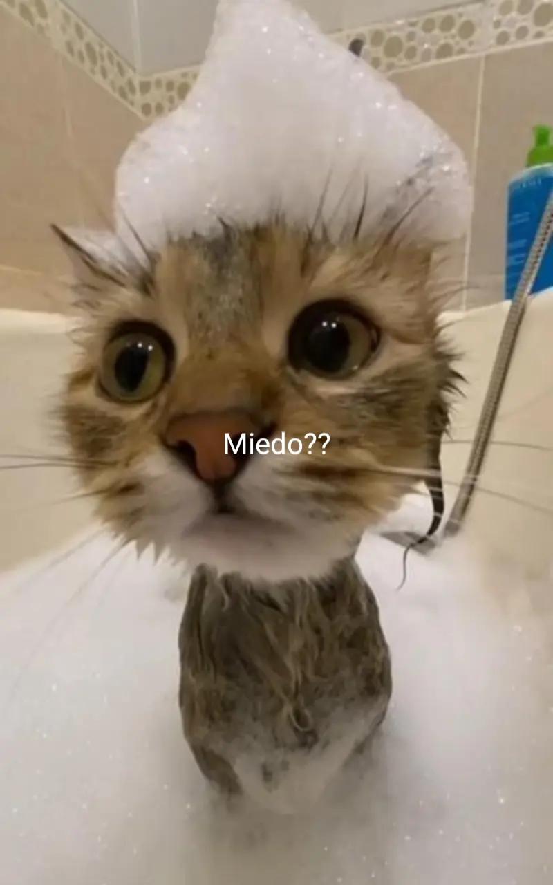 @✨