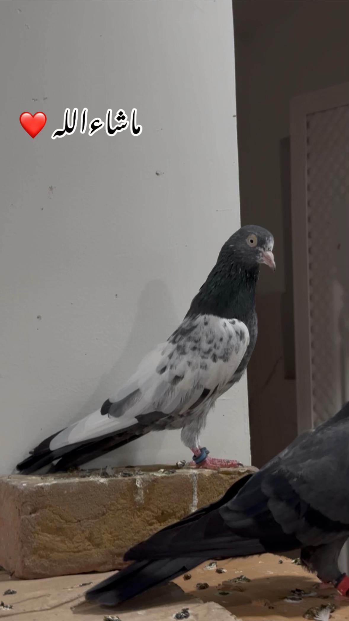 @Royal Birds 🕊️👑