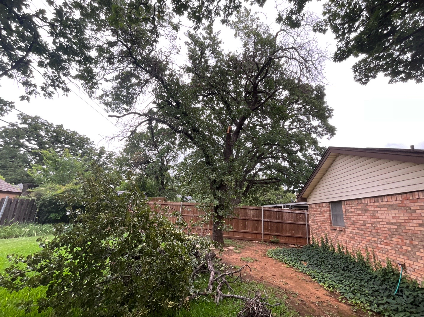 @Live Oak Tree Service
