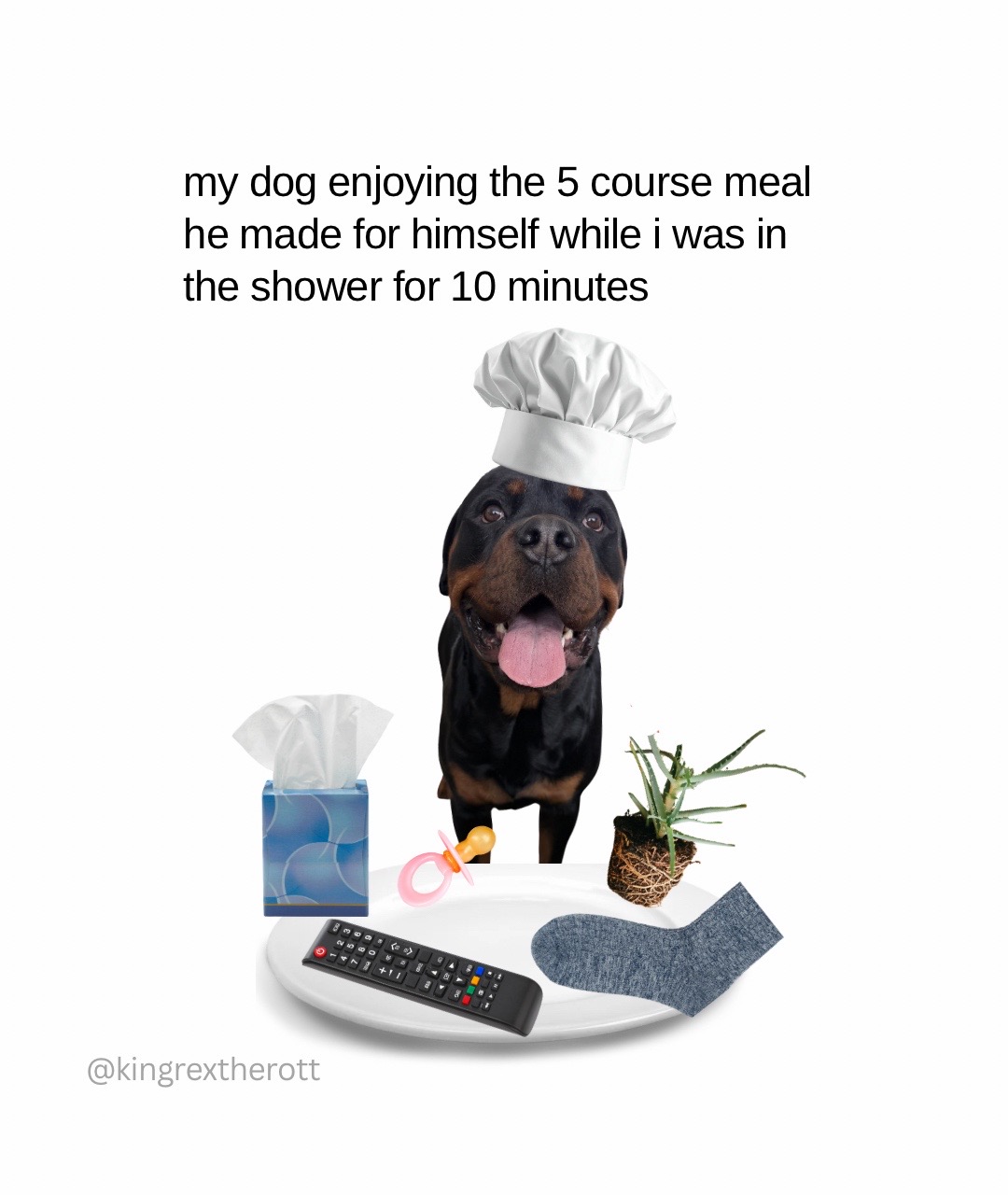 @Rex the Rottweiler