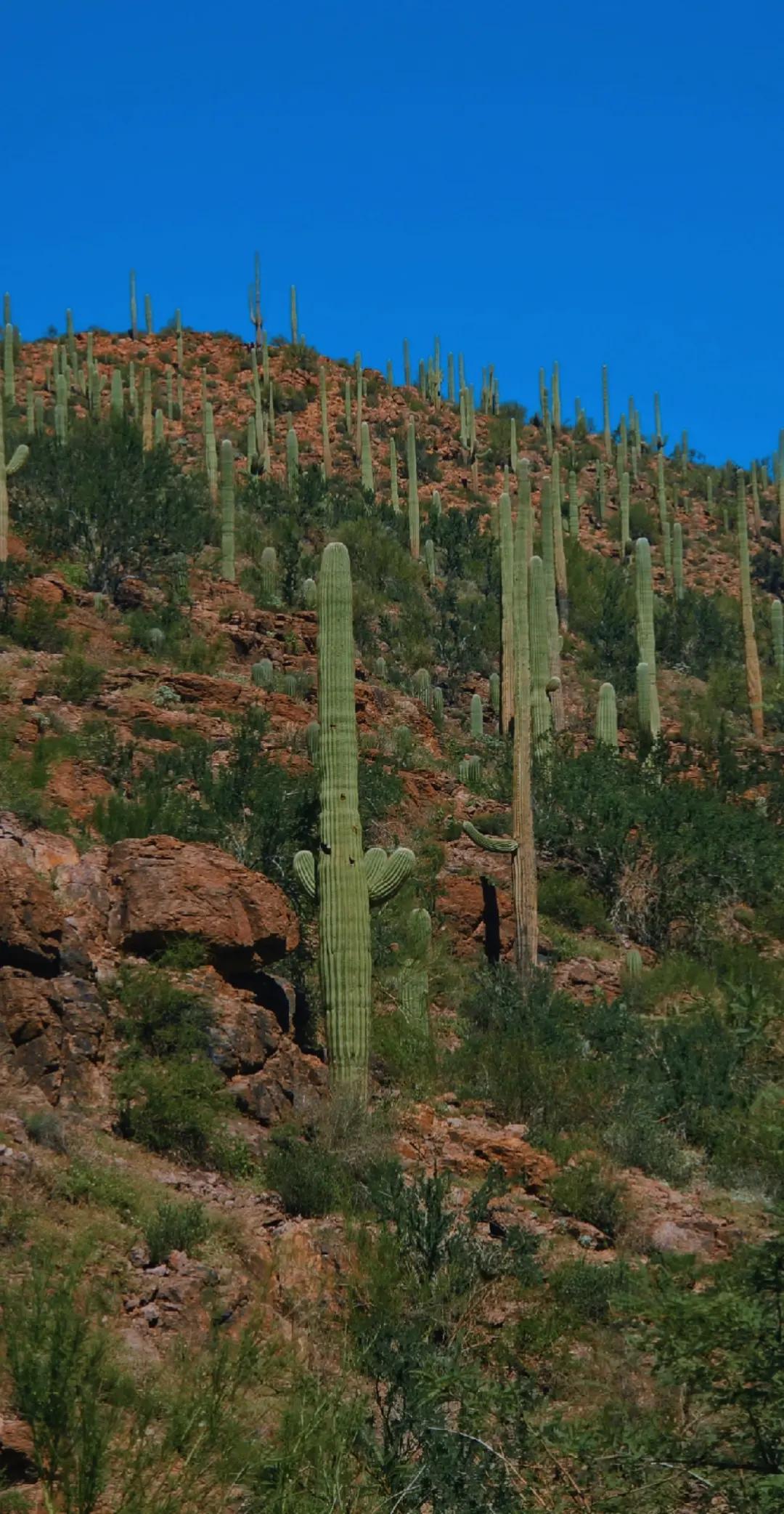 @🌵