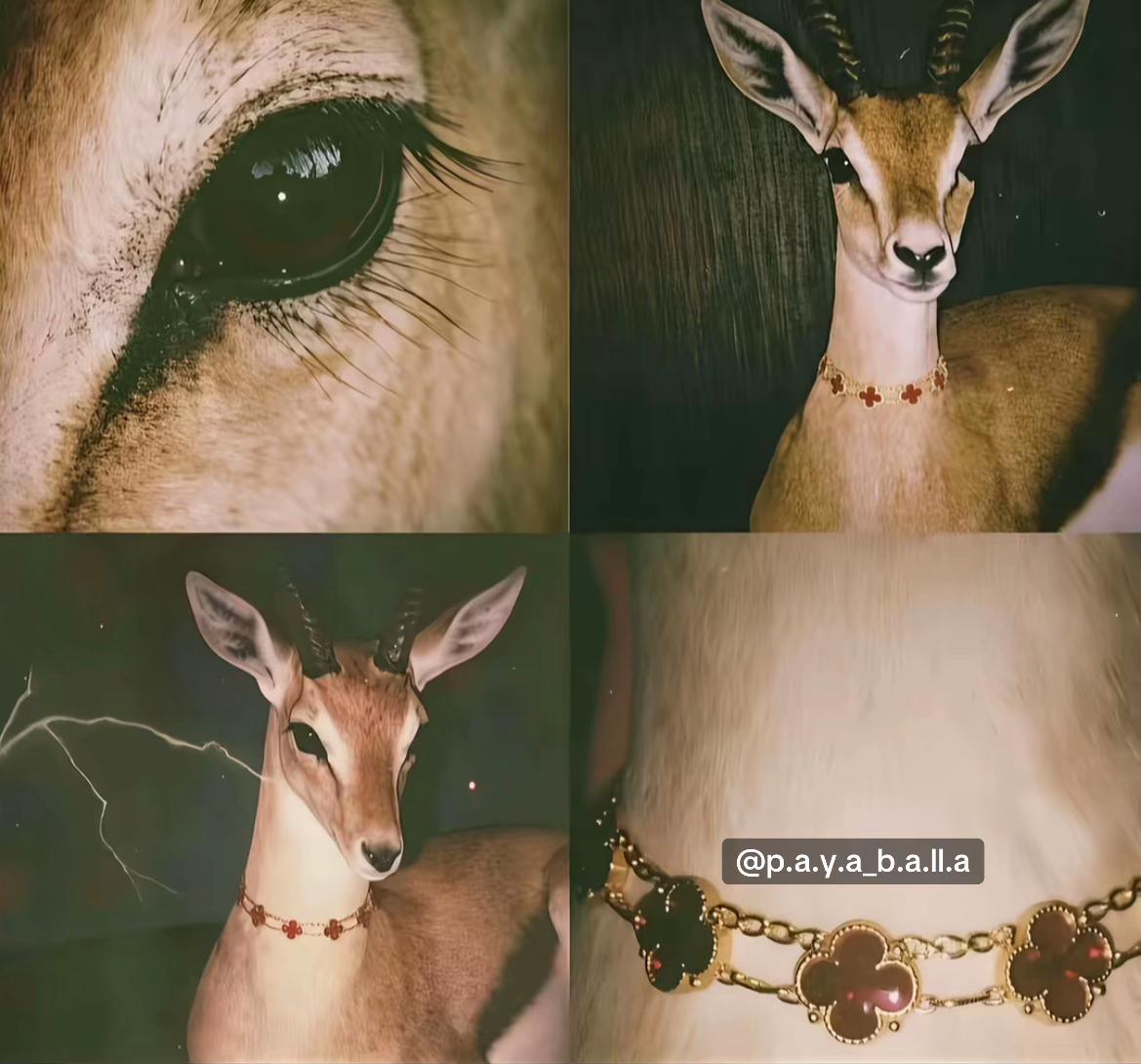 @﮼سەرف﮼بە🖤
