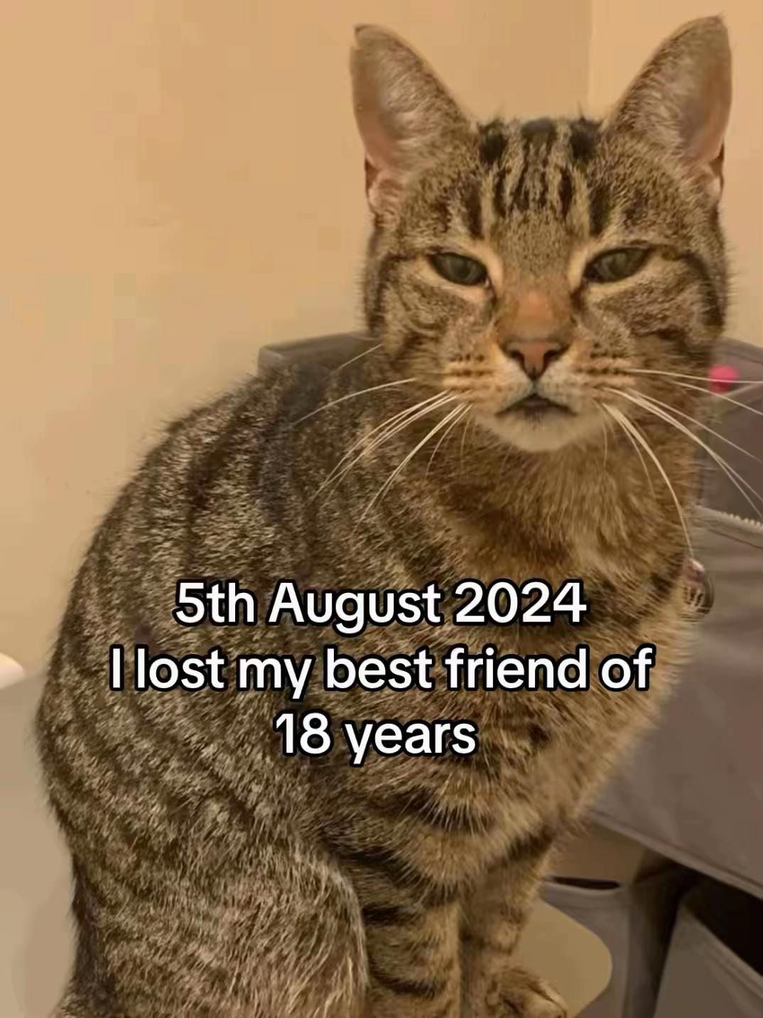 @😺Timothythecat0😺