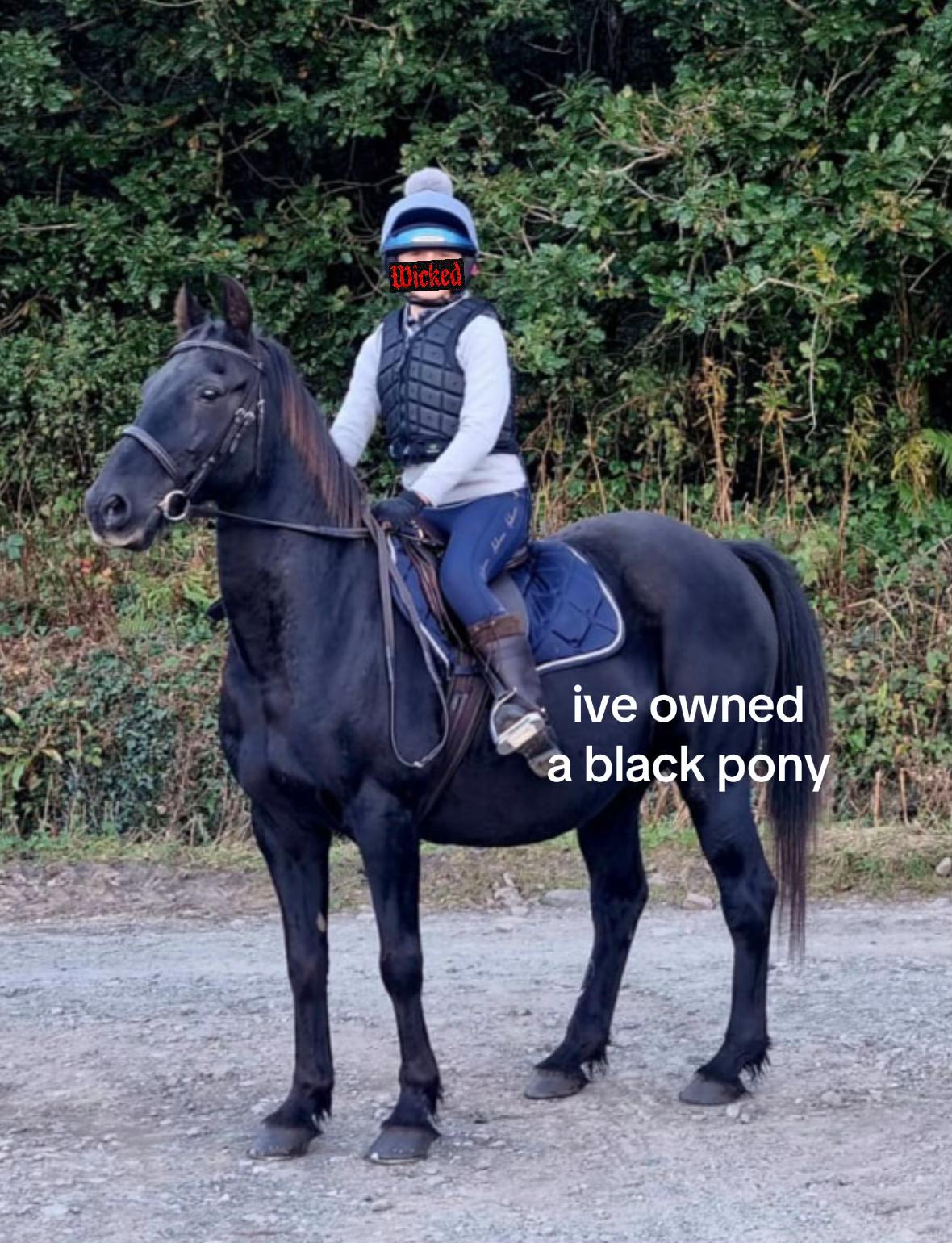 @shelbyshorseaccount