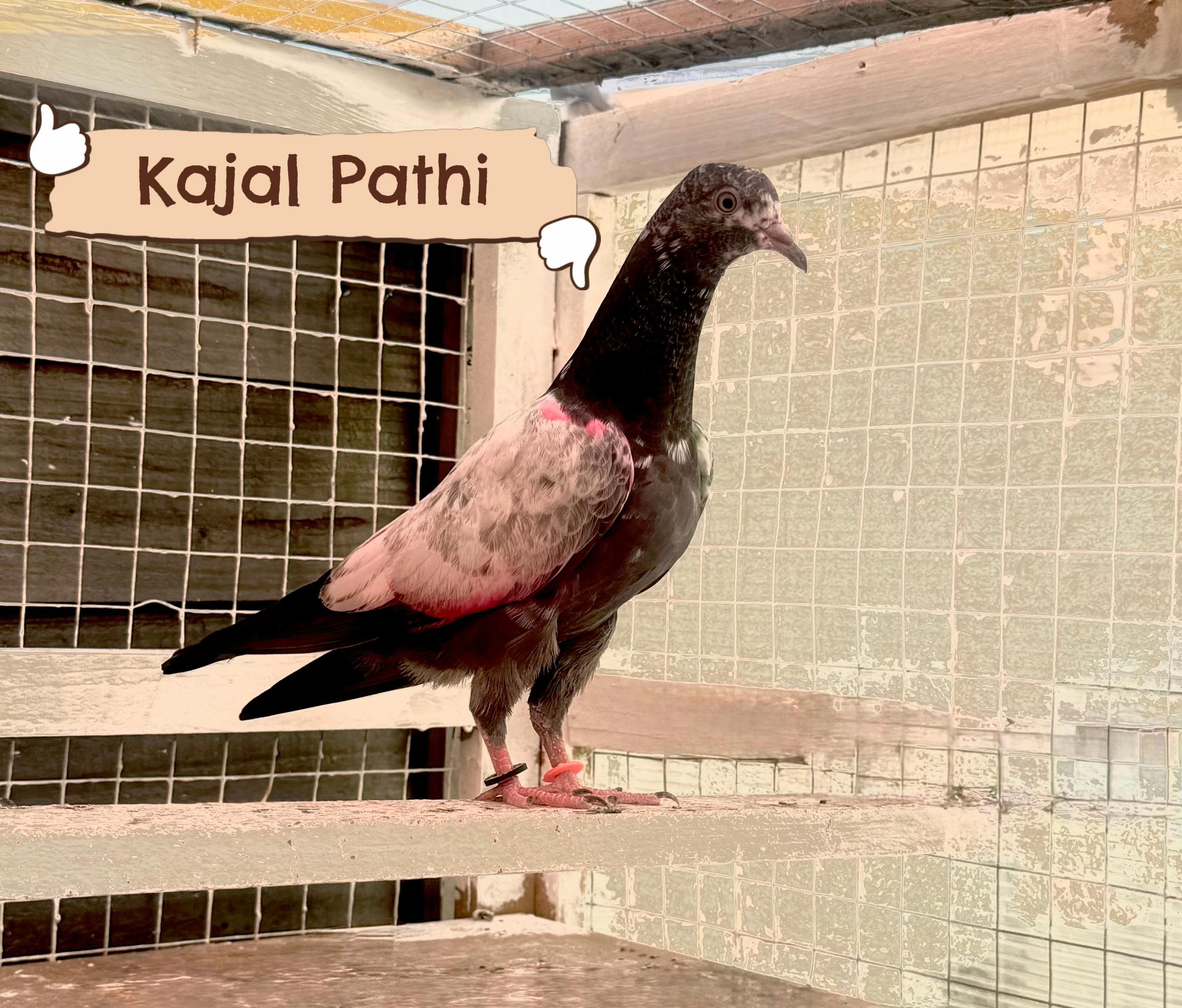 @DKB🇵🇰ĦighFlyerPigeonClub 🕊️