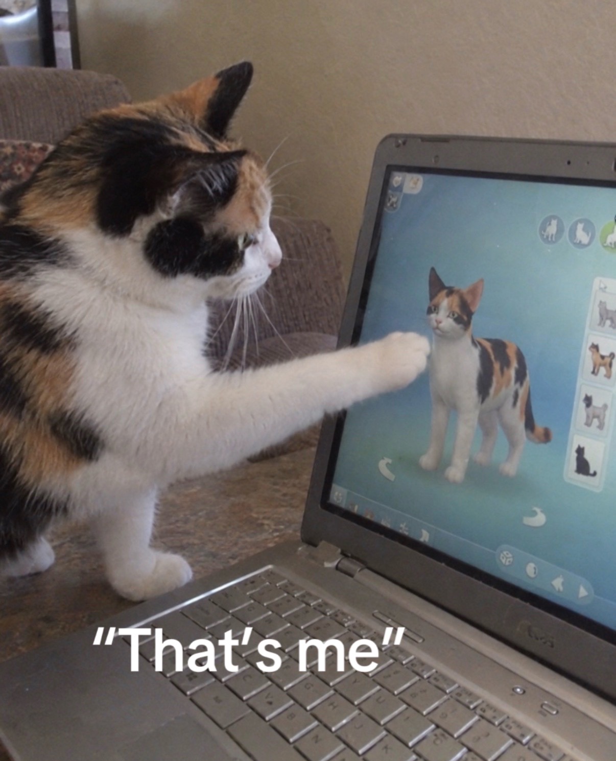 @cat memes