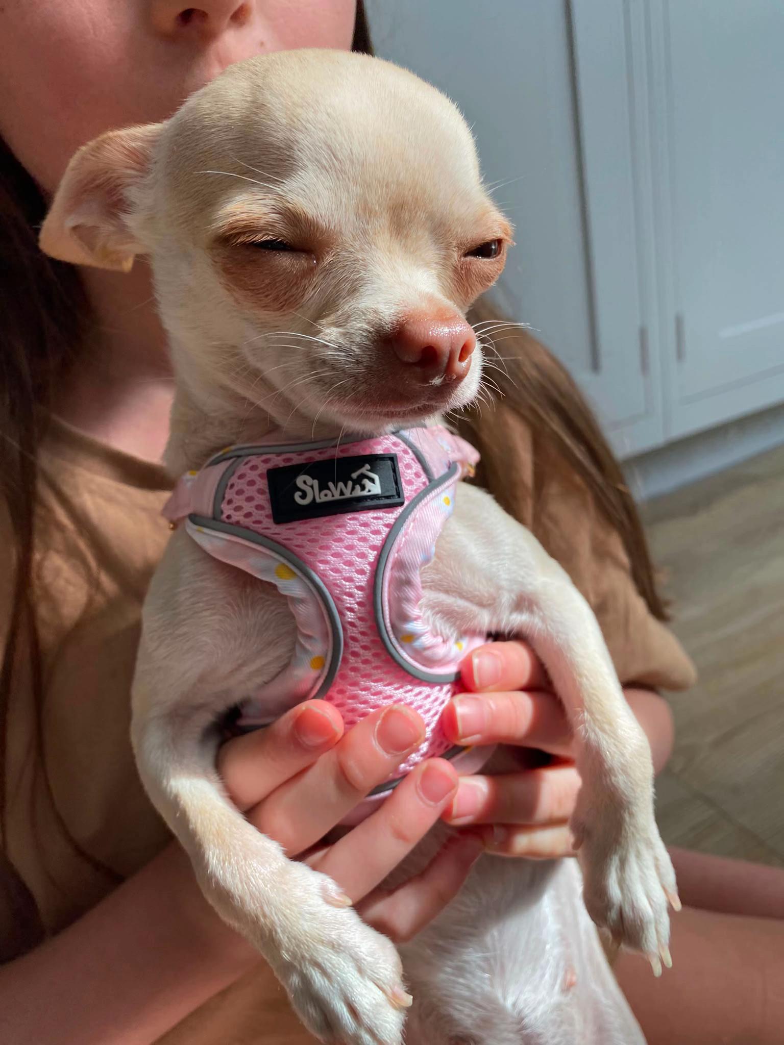 @Suffolk Chihuahuas