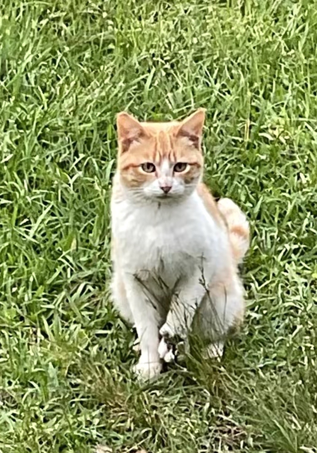 @catmomandexol