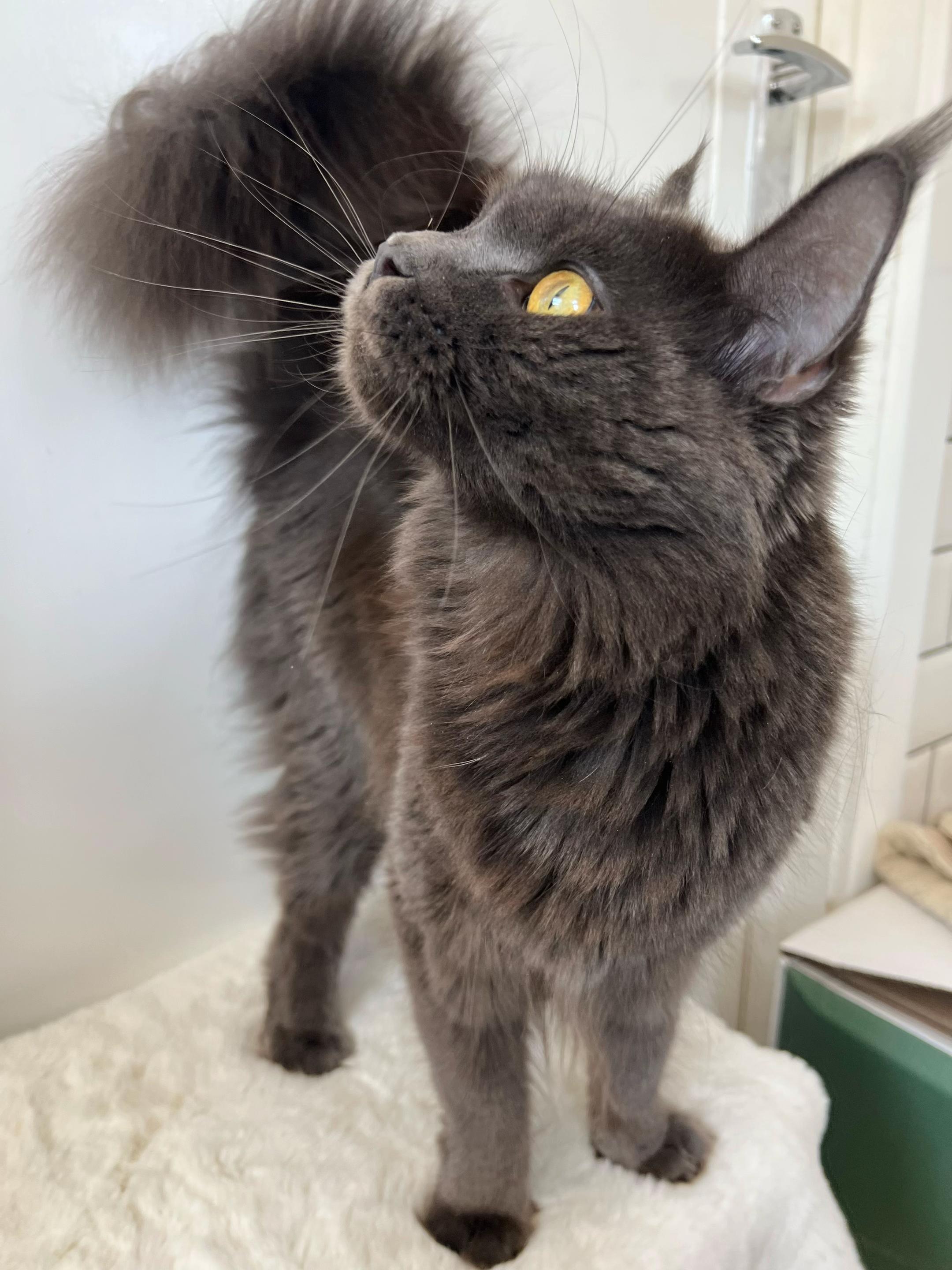 @Meercats MaineCoon