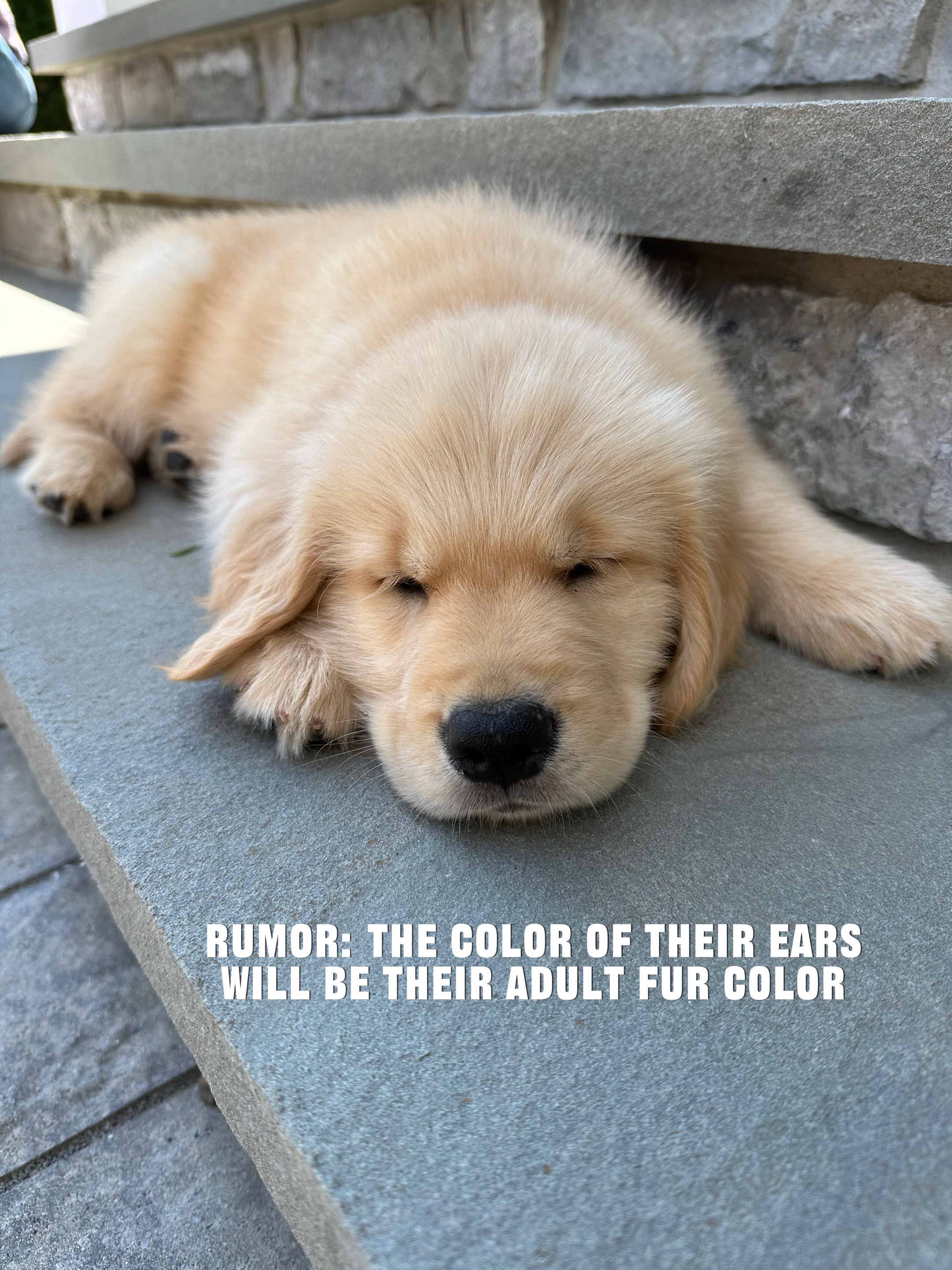 @rigatoni_thegolden