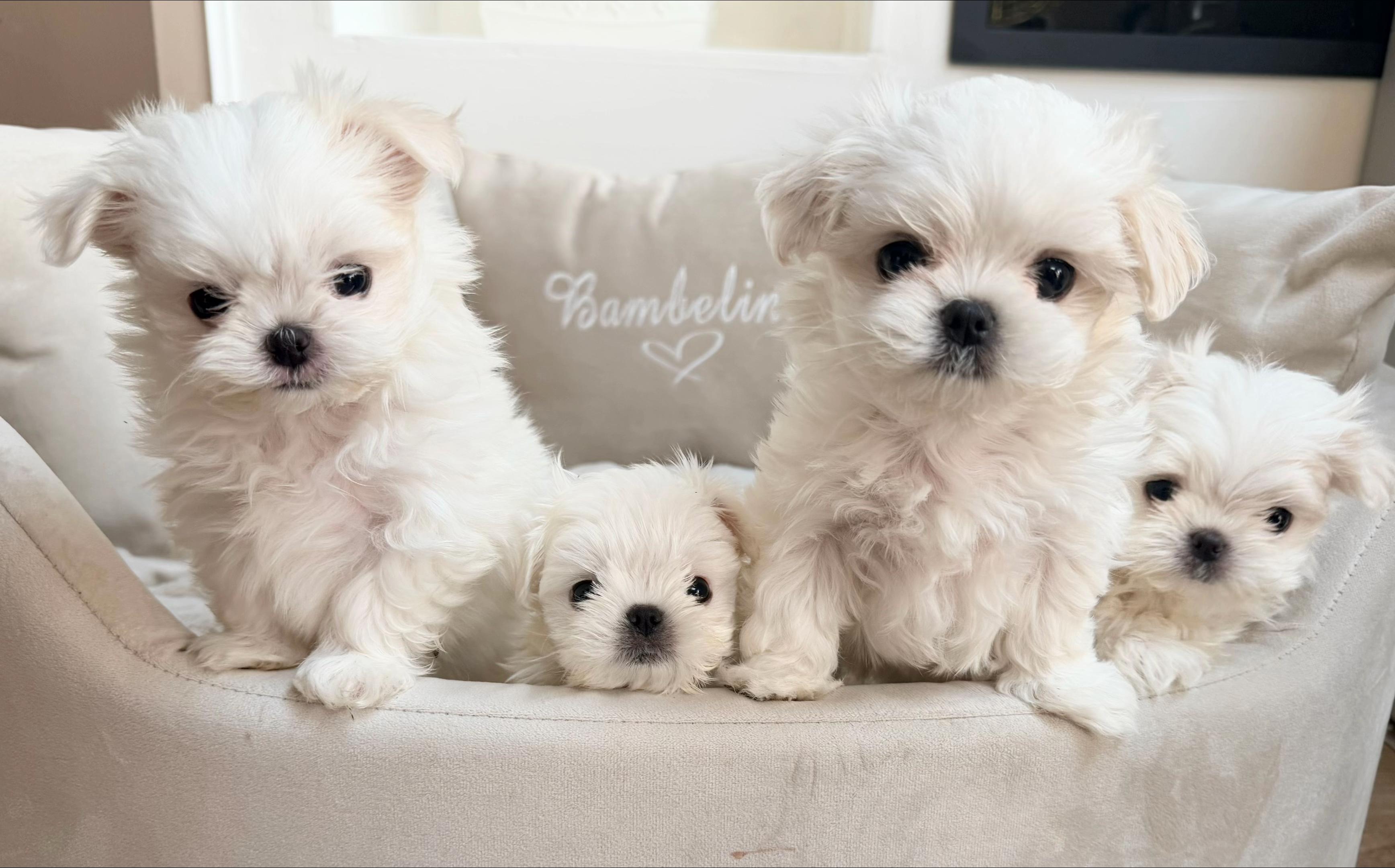 @Bambelina Maltese