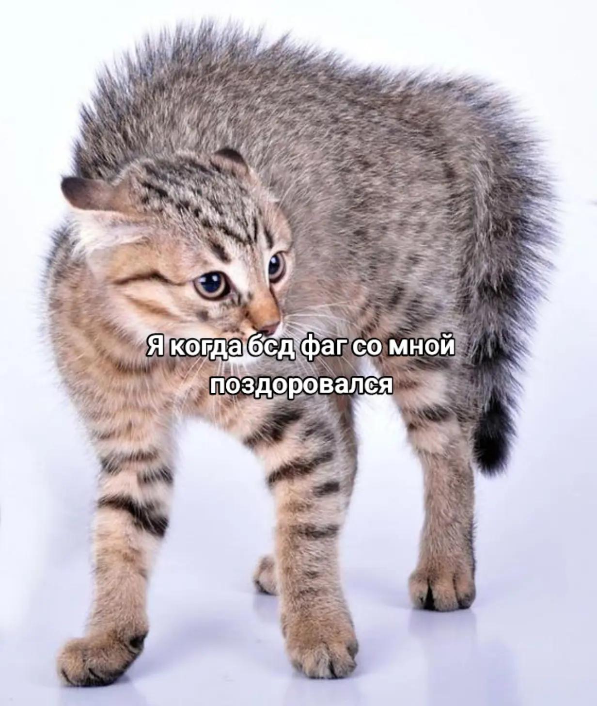 @amie