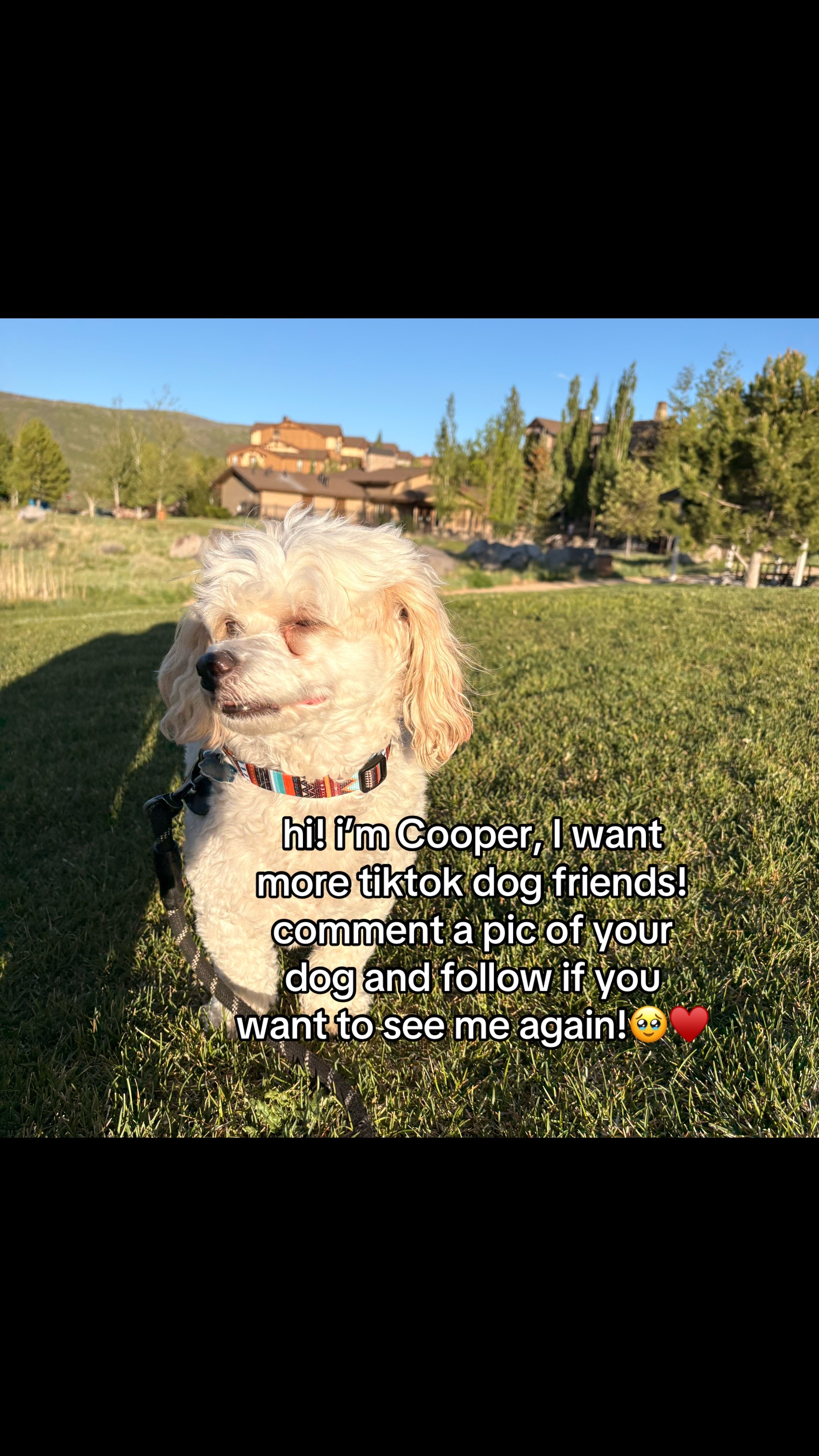 @Silly.dog.cooper