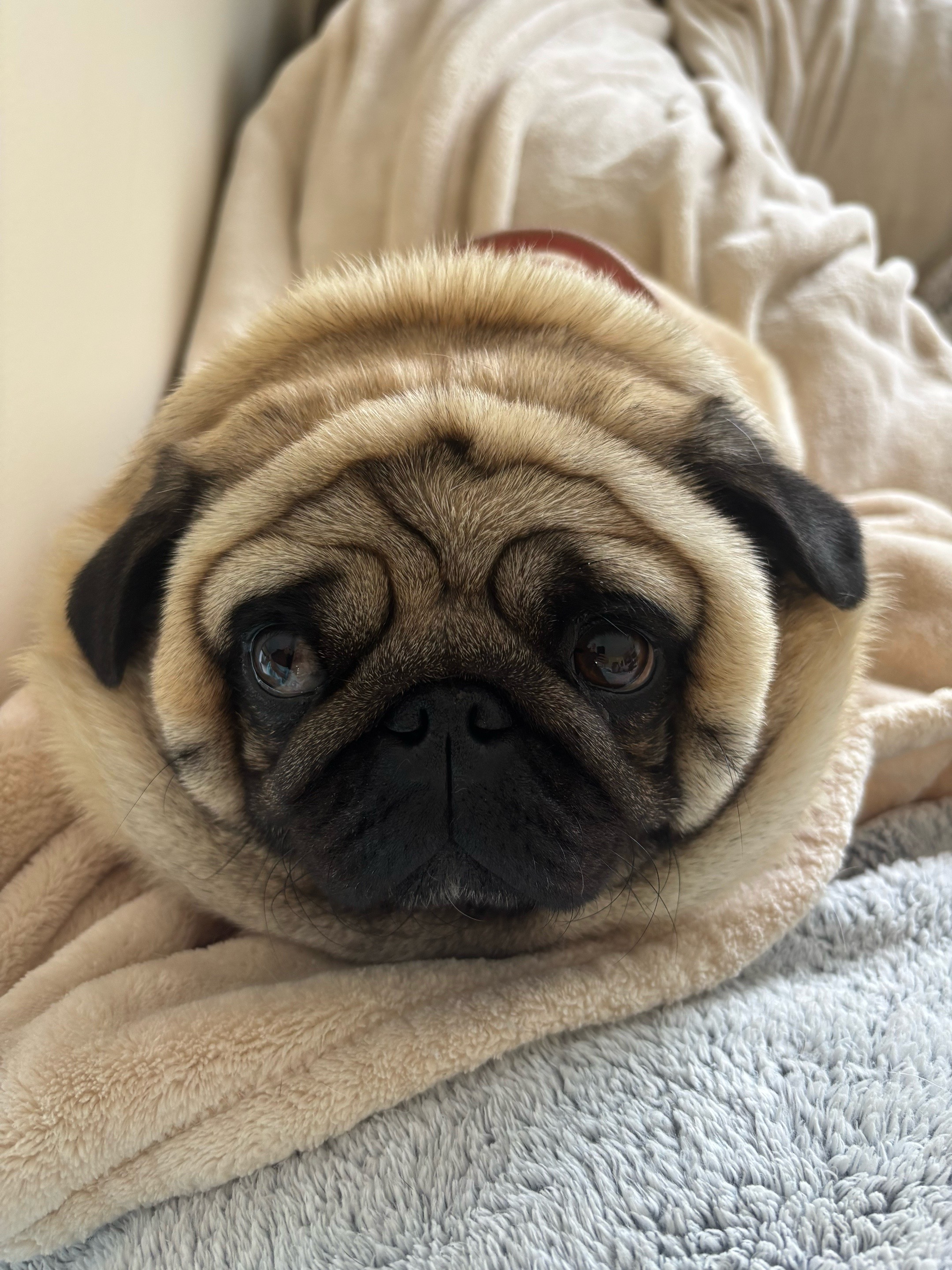 @PUGNAROUND