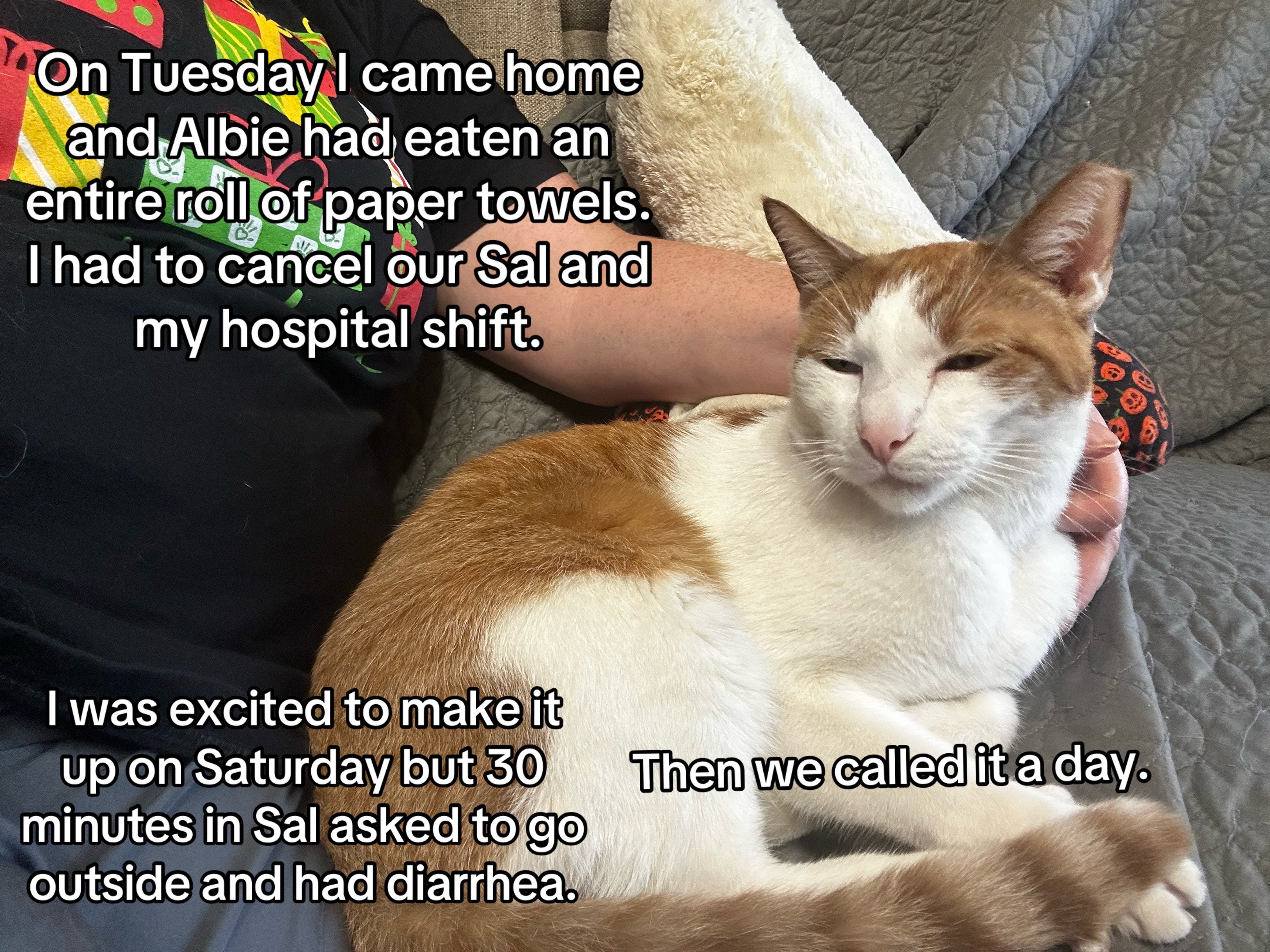 @Therapy Cat Roger & Family