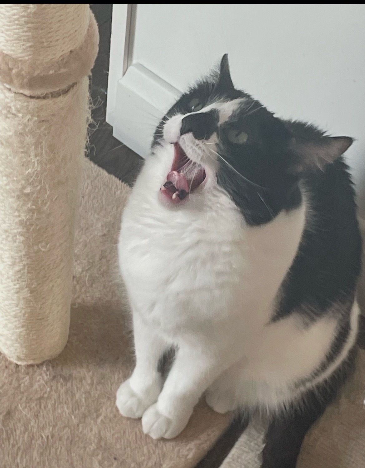 @🐈☦️✝️Cam✝️☦️😻