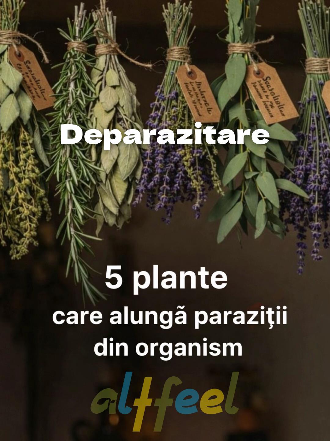 @Altfeel
