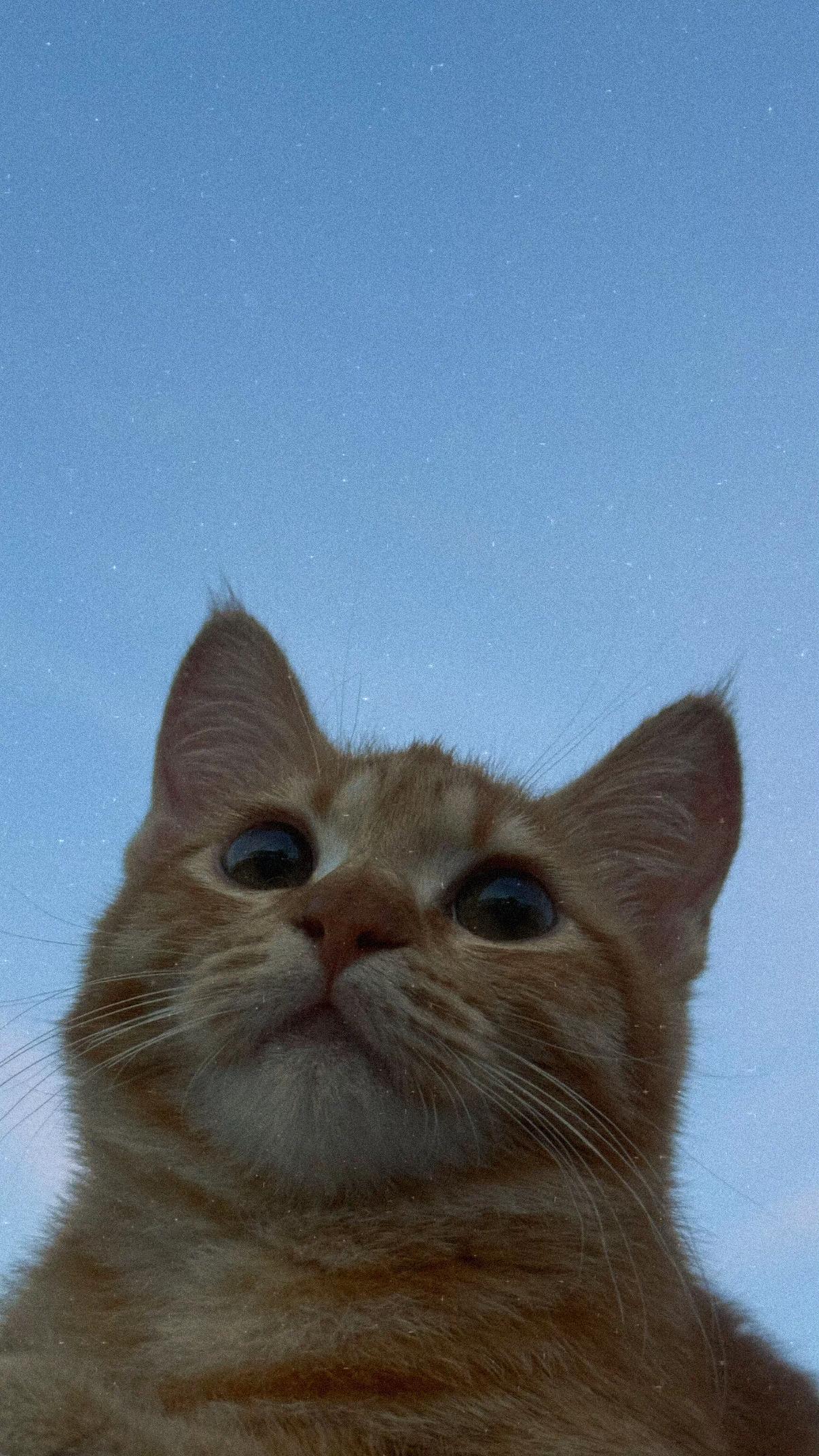 @It’s MEow