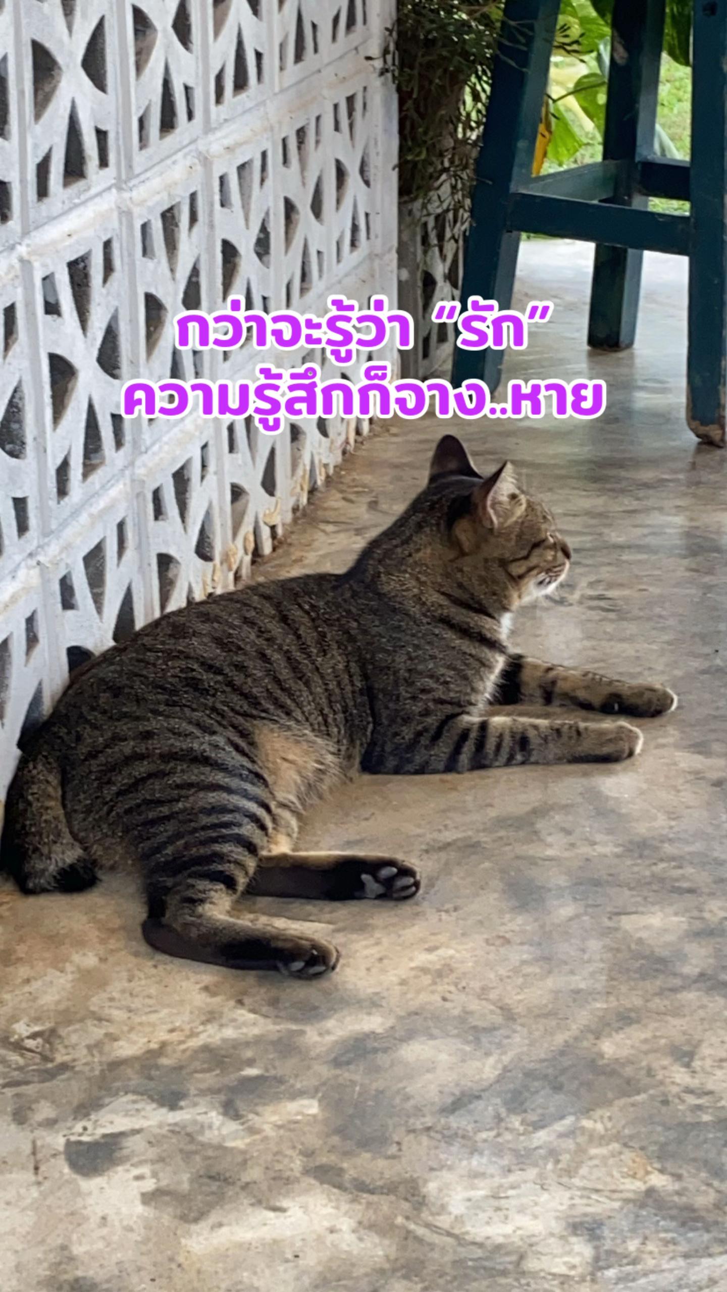 @กะปุก..งอกเงยดีคาเฟ่ เชียงราย