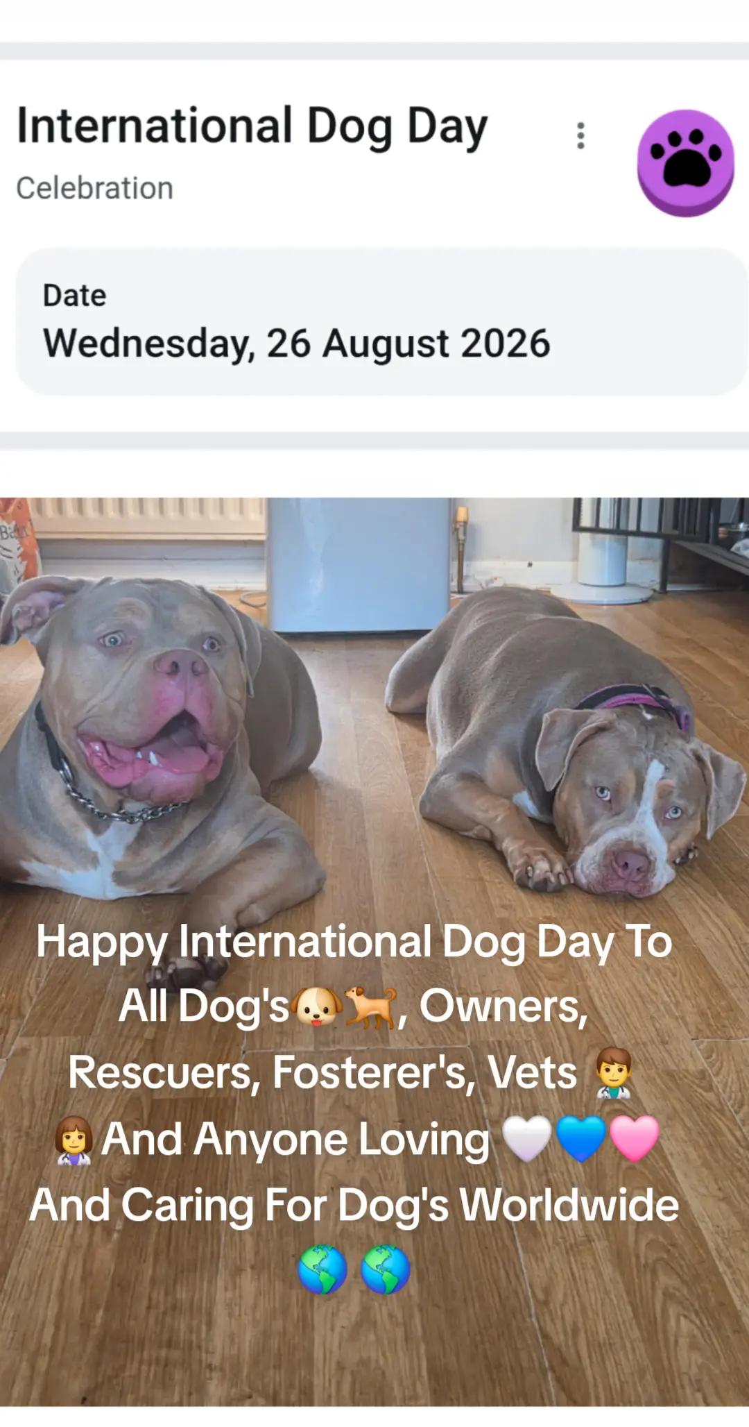 @Kyza And Ellie Bully Dogs 🐾🐾