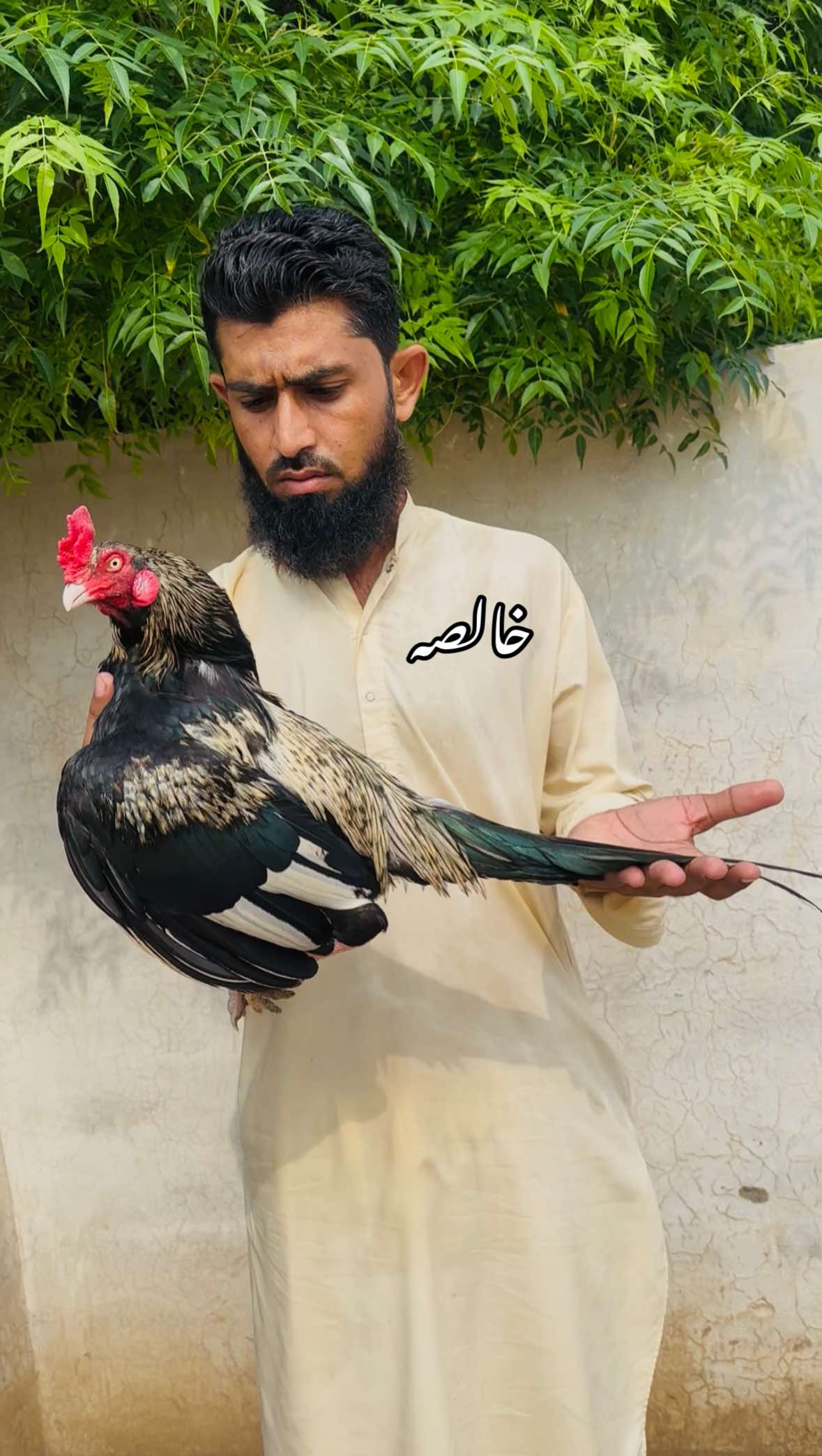 @Poultry Markaz