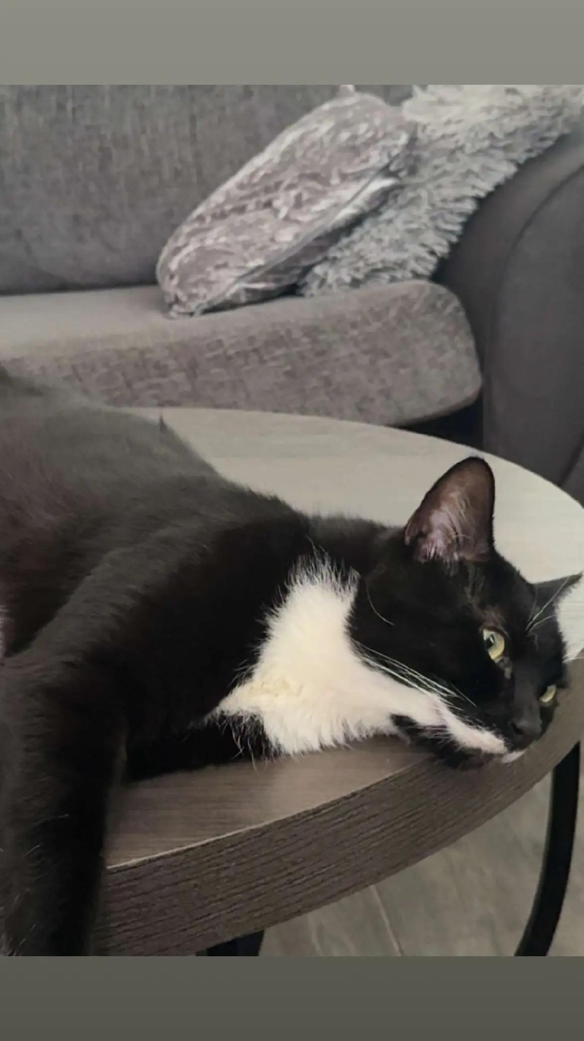 @Truffle the Tuxedo