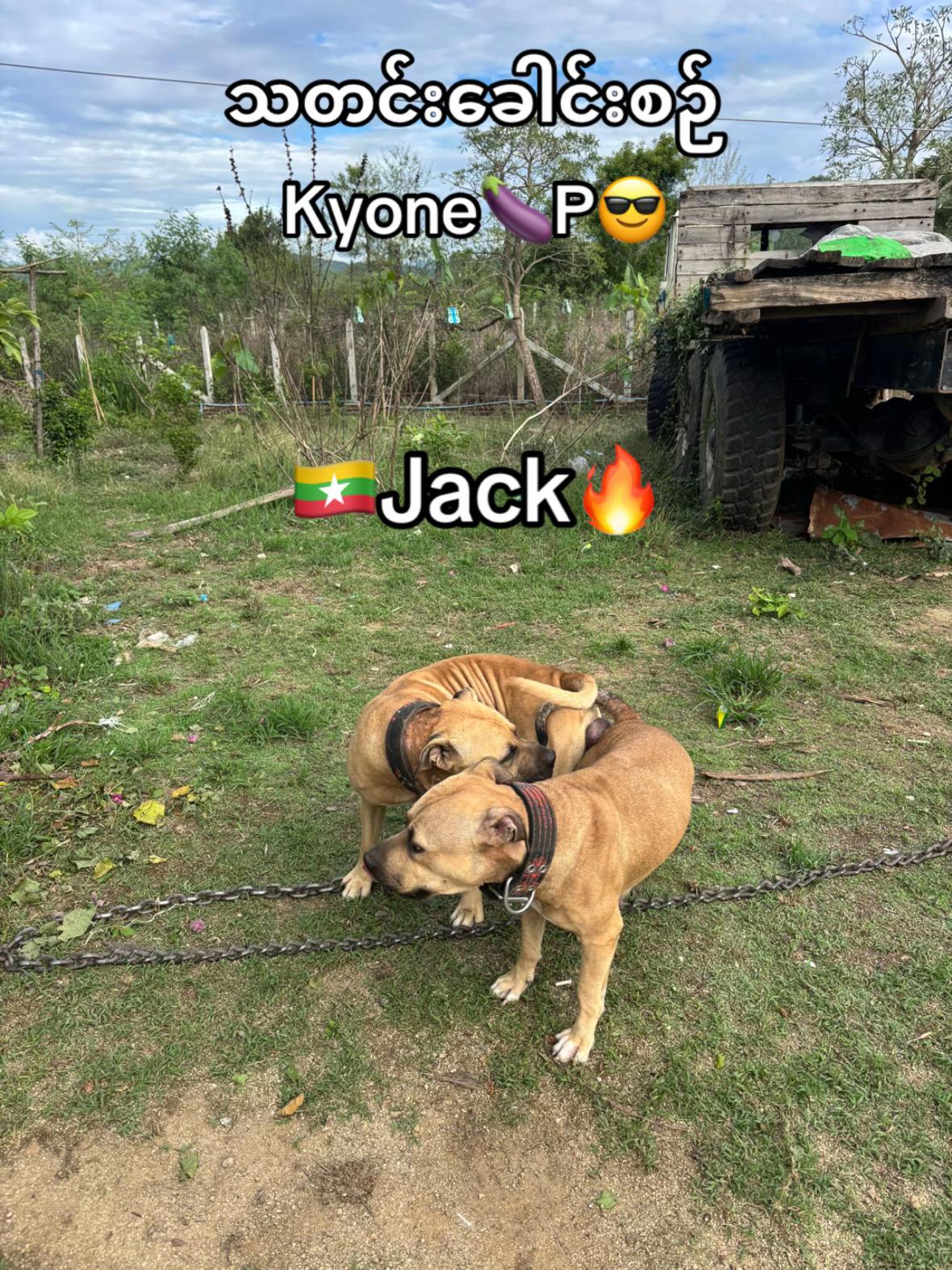 @🇲🇲JACK🔥Apbt Game Dog🔥