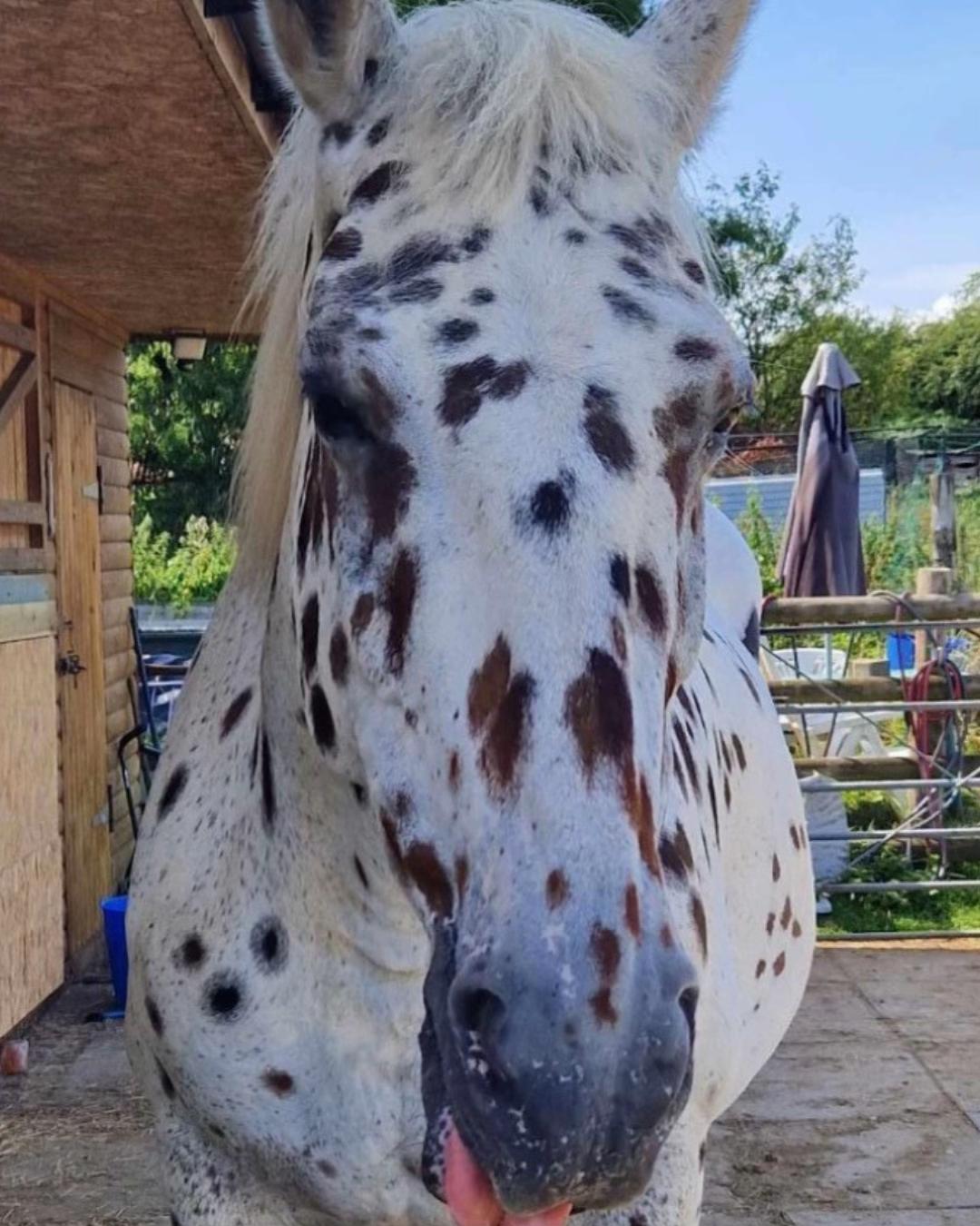 @equinectar