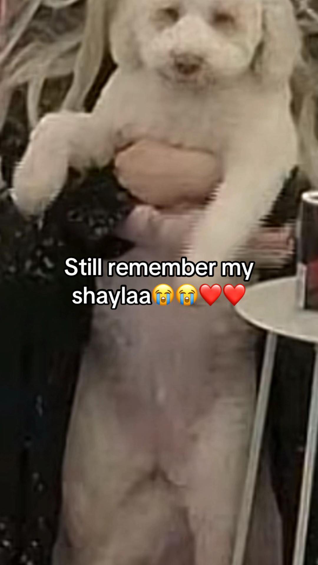 @shqip.vids.bbv