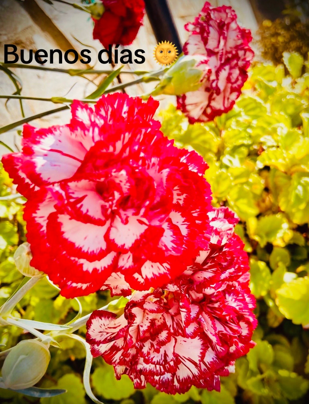 @brujiarcos