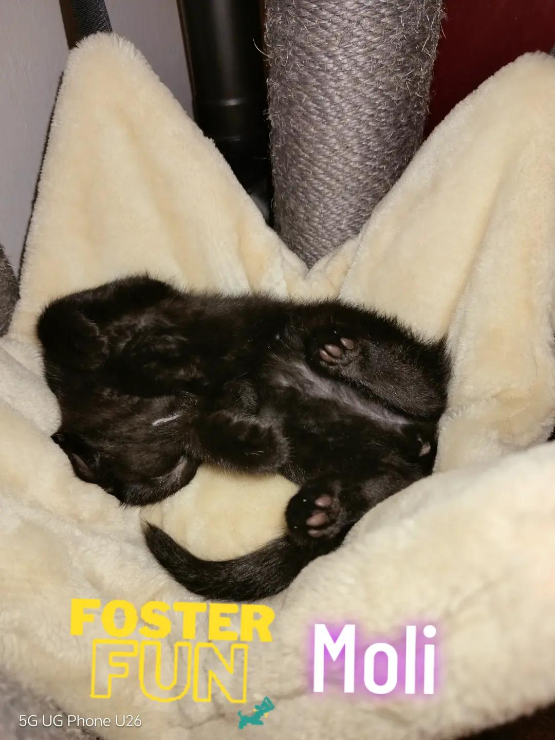 @MicroCat🐈⬛Kaya🐈⬛🩷💎