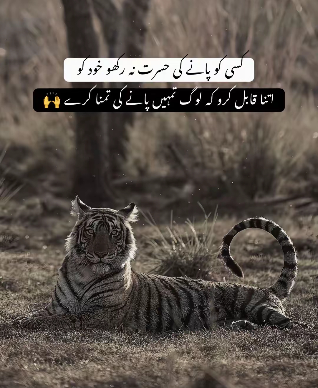 @💛حسیب⚡راجپوت💛