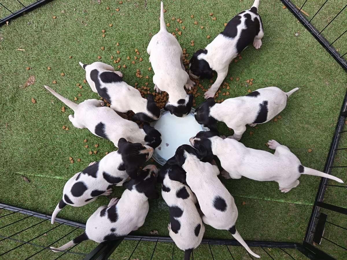 @passion du chien courant
