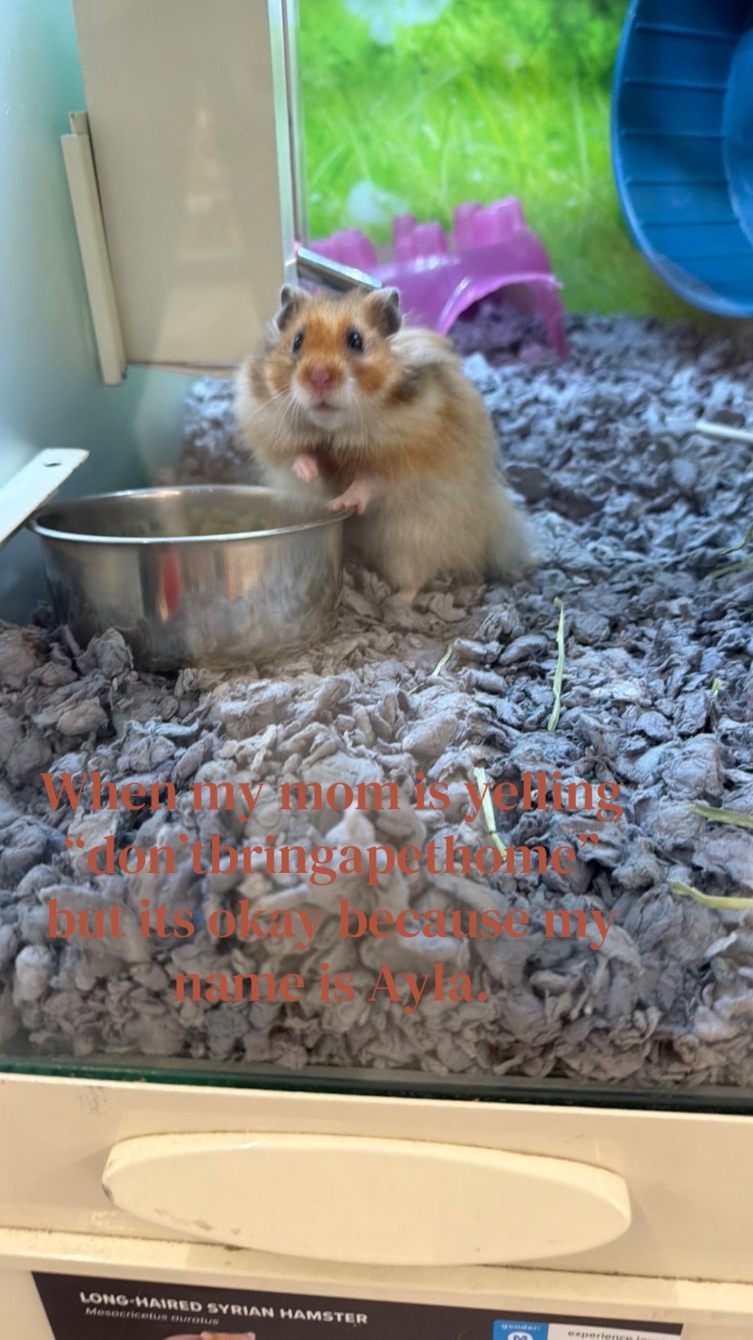 @Ayla