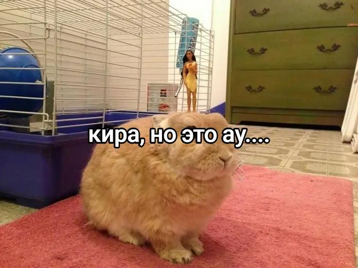 @чокопао 🍅
