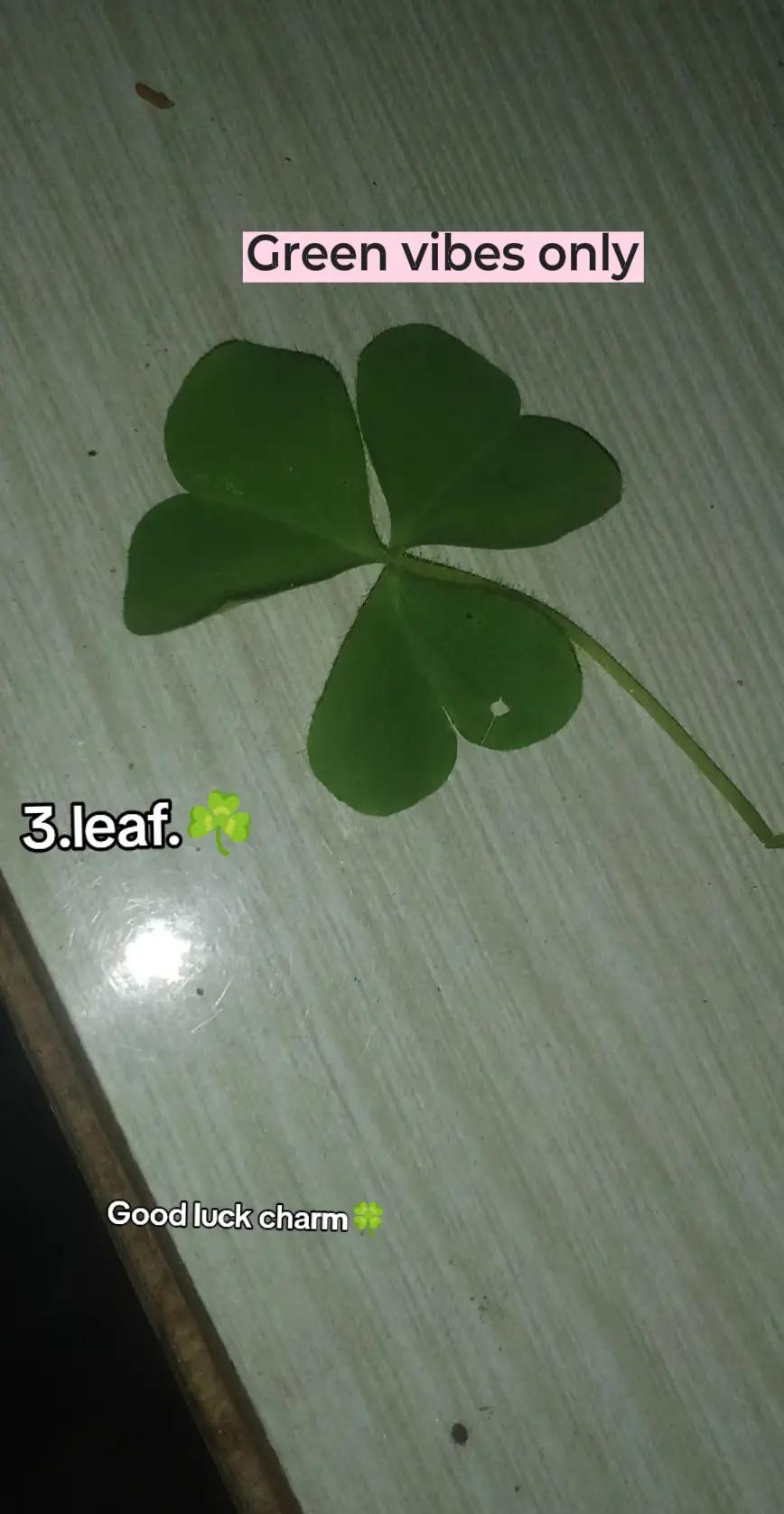 @Not your _ Sushma🍀