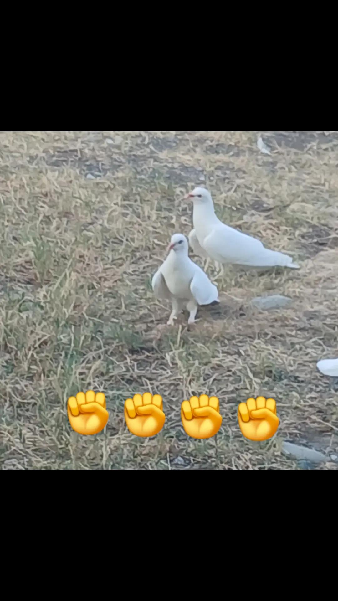 @RƏŞAD 059