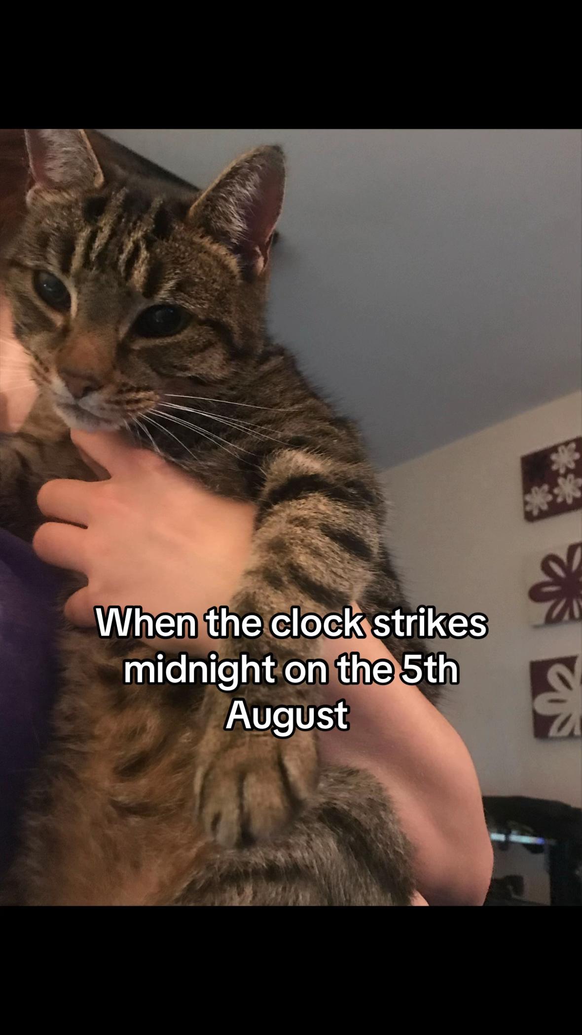 @😺Timothythecat0😺
