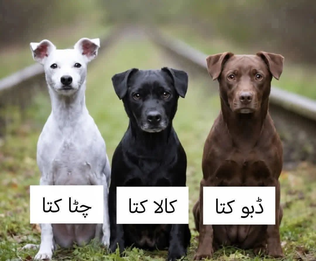 @فیڈ مارشل 804🔥