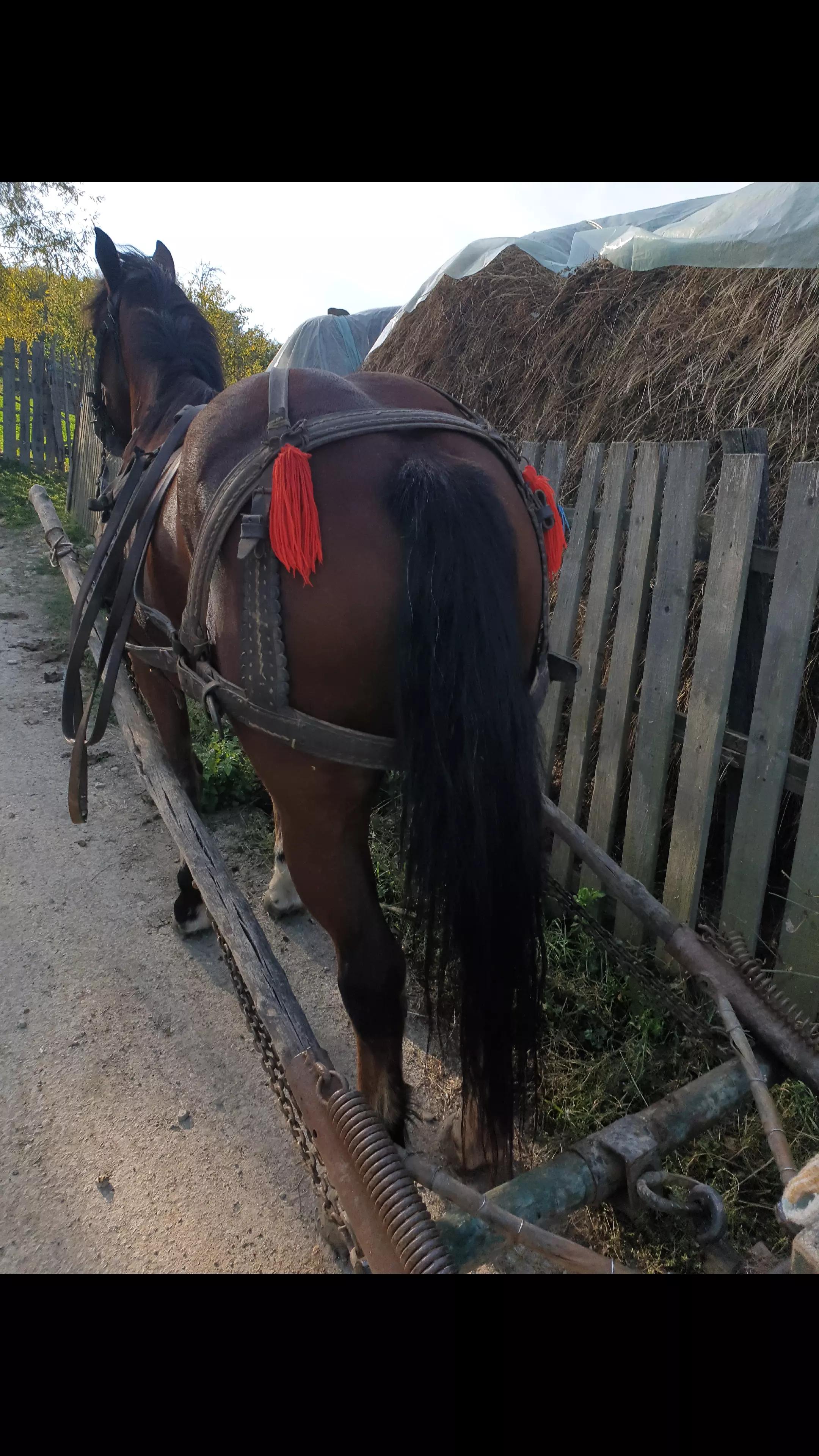 @Fofircă Liviu 🌲🌲