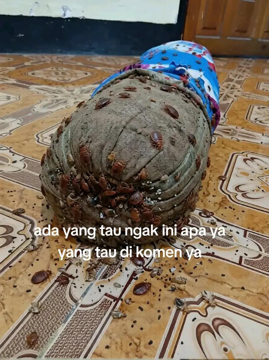@@pendosa ingin bertaubat276👳