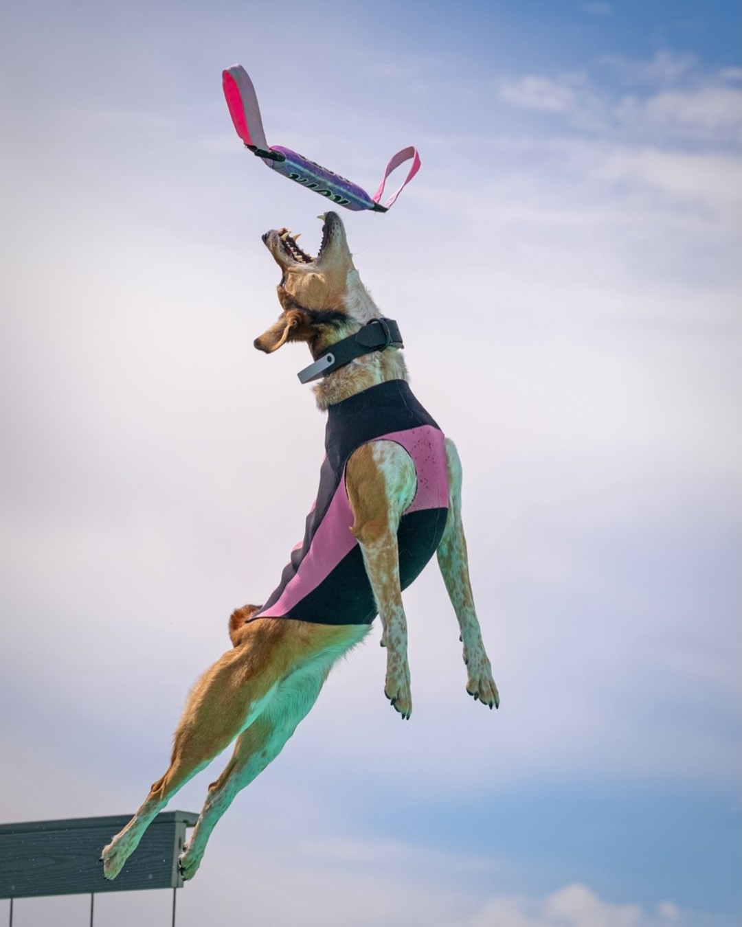 @Marissa | K9 Fitness Coach 🐾