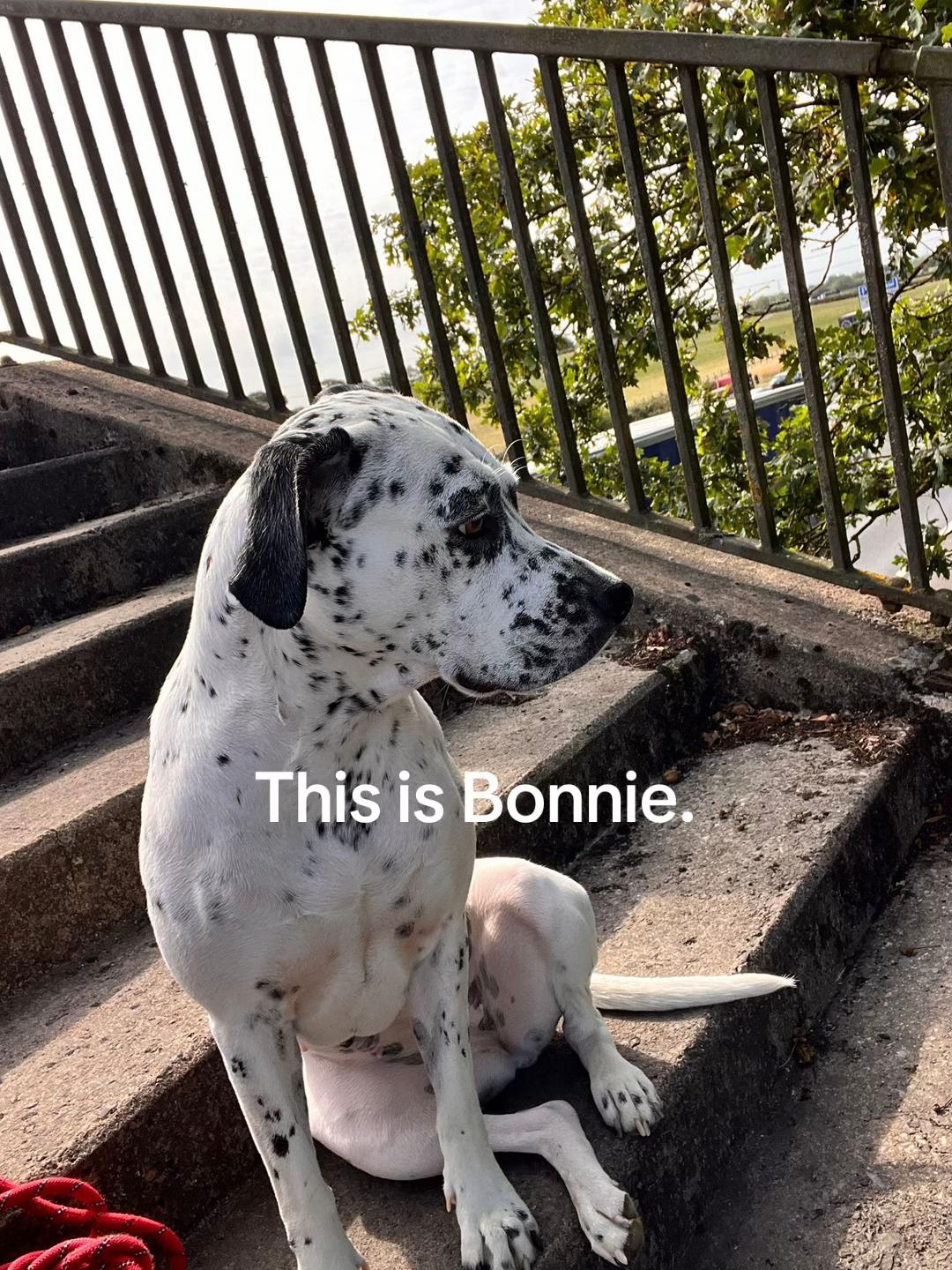 @spottybonnie
