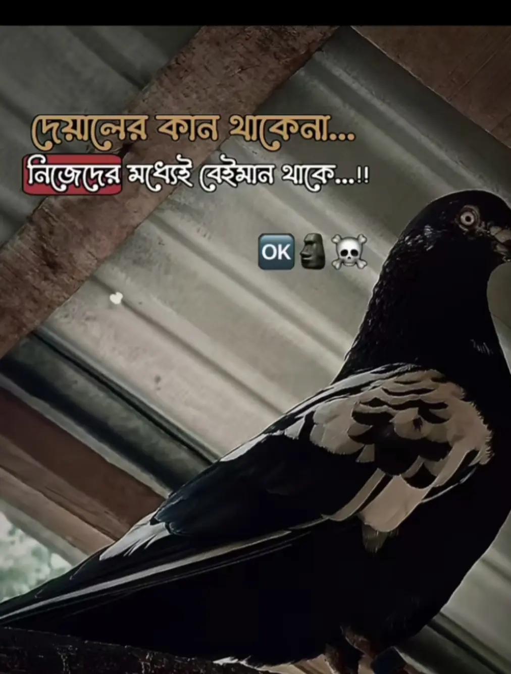 @লিটু মোল্লা