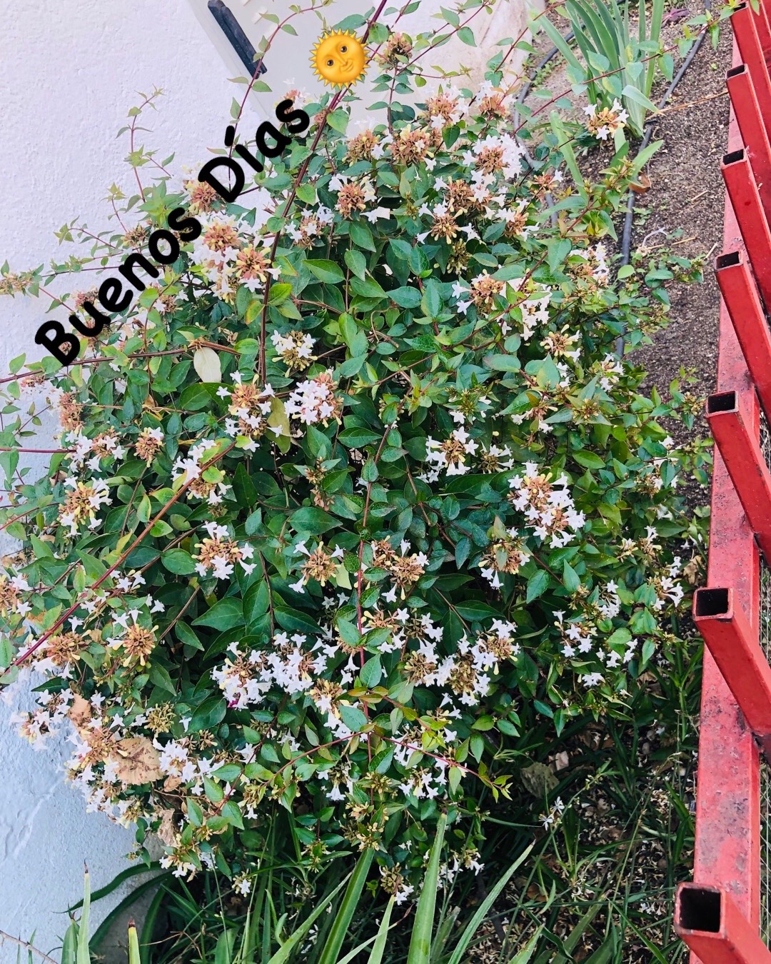 @brujiarcos