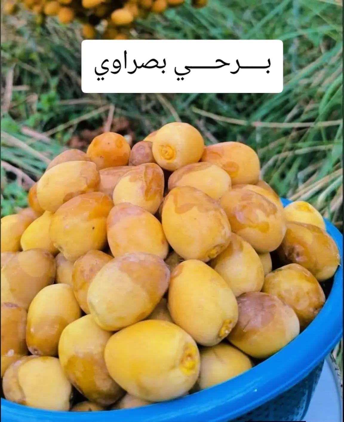 @الصياد البصري
