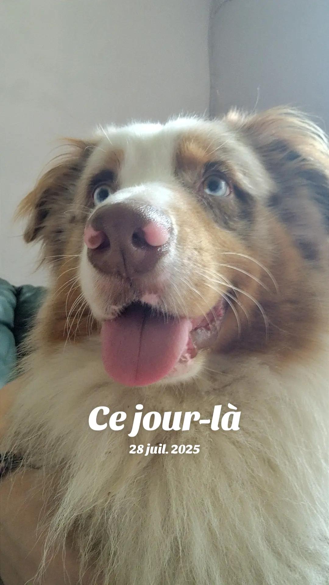 @✨️Naloria🩵Vie de Meute❤️🐾💙