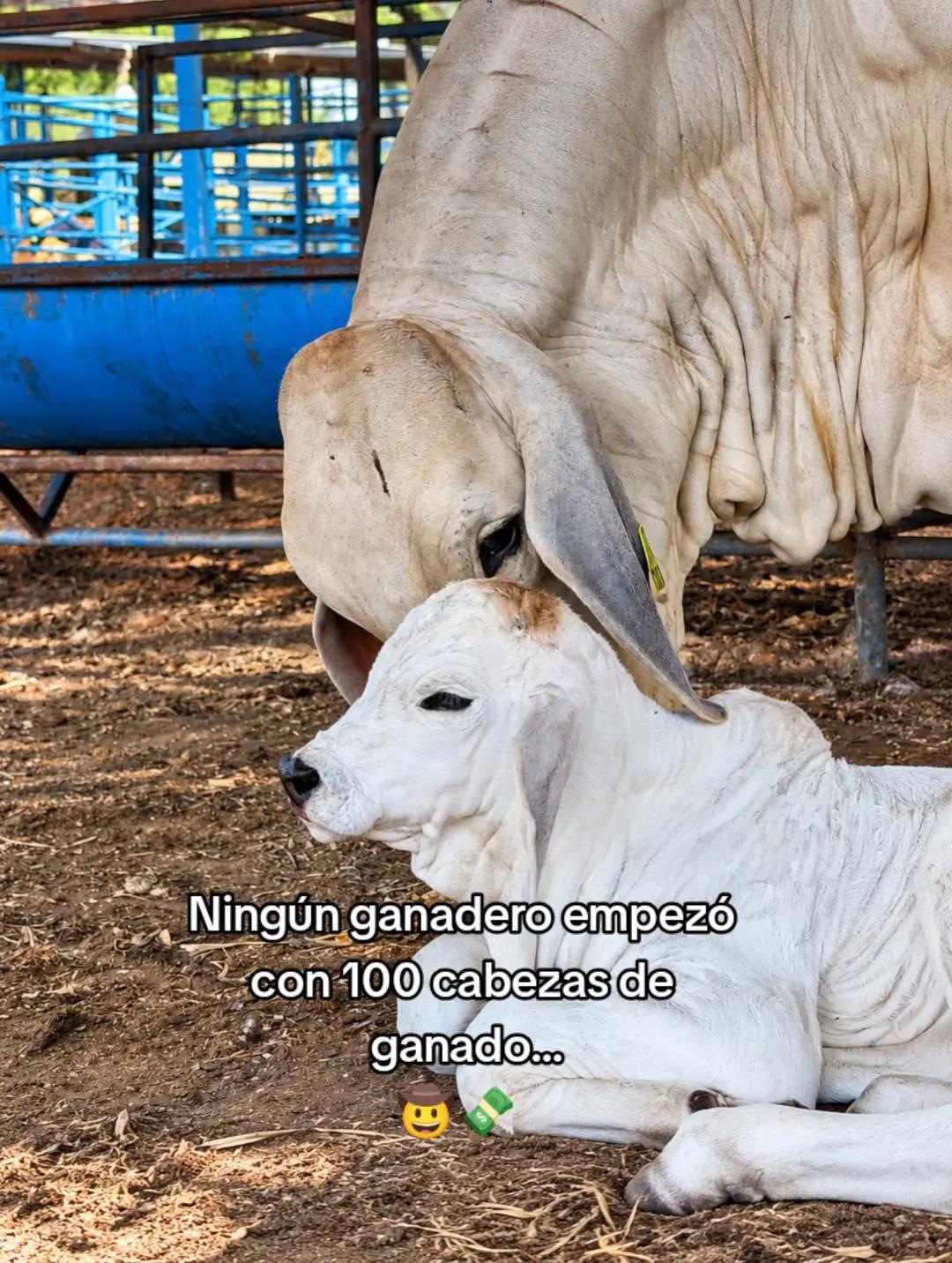 @Robin🐄🐄🤠🤠🐎🐎🇬🇹🇬🇹